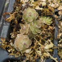 Pinguicula ehlersia 'Victoria' mexican butterwort group, Butterwort, carnivorous plant, gnat eating plant, beginner plant, fungus gnat eating plant, easy to grow, ping, Mexican butterwort, ping plant