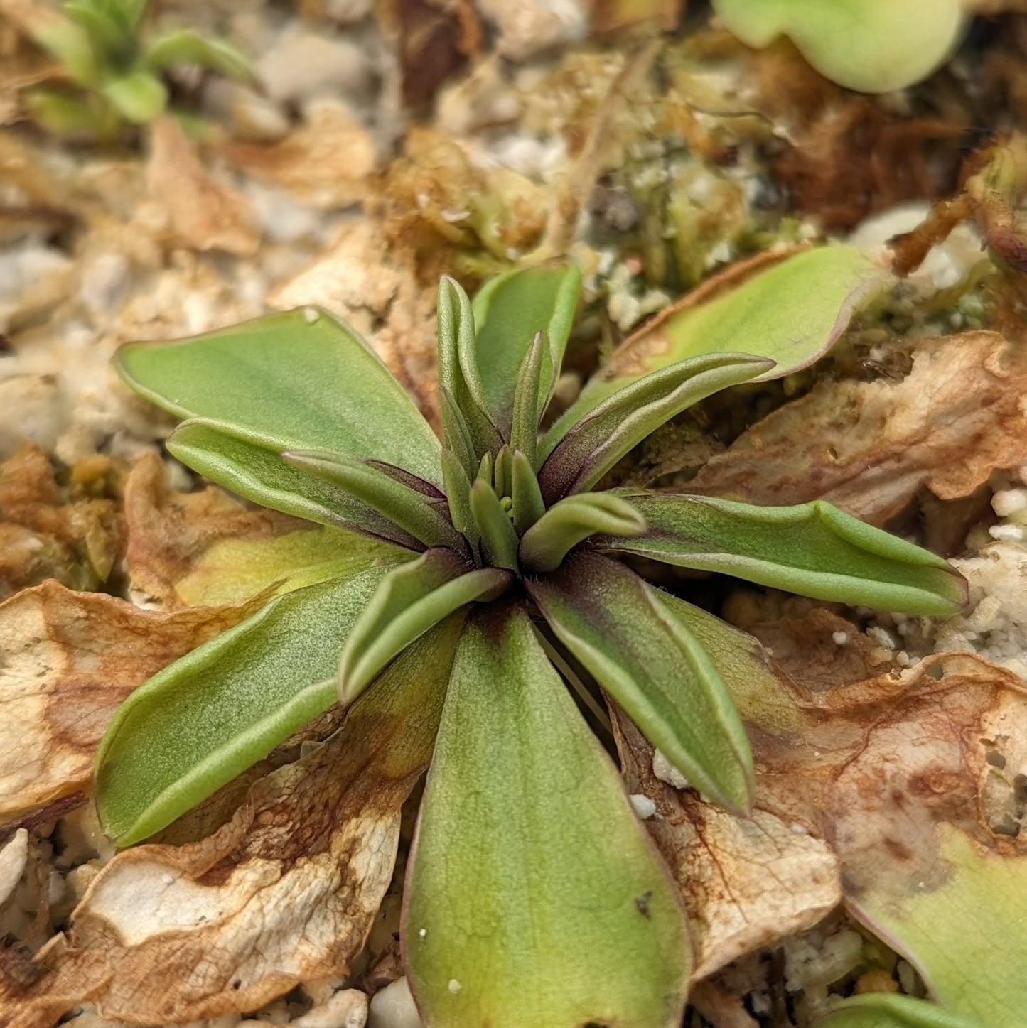 Pinguicula laueana CP2 x emarginata mexican butterwort, Butterwort, carnivorous plant, gnat eating plant, beginner plant, fungus gnat eating plant, easy to grow, ping, Mexican butterwort, ping plant.