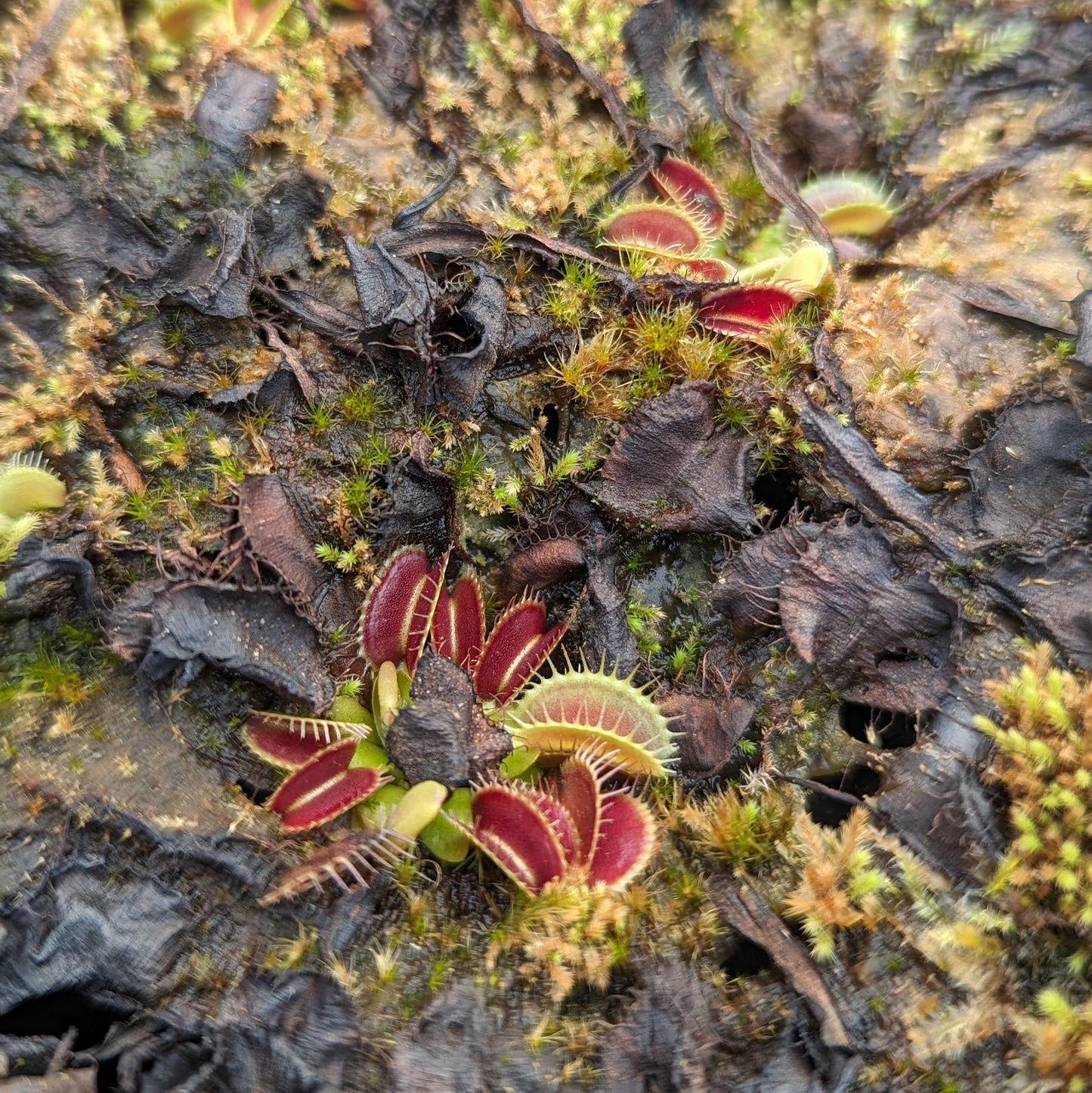 Venus Flytrap