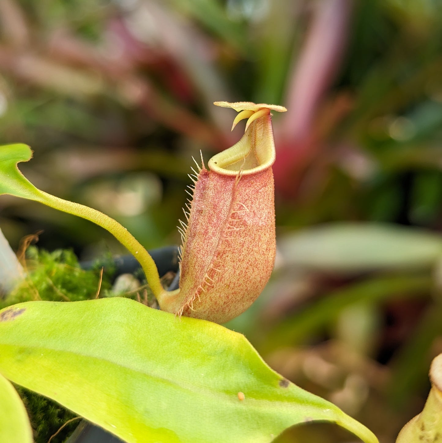 Nepenthes bicalcarata (Orange x Red), CAR-0268 fanged squat pitcher, Pitcher plant, carnivorous plant, collectors plant, pitchers, rare nepenthes, terrarium plant, easy to grow nepenthes, beginner nepenthes, beginner pitcher plants, nepenthes.