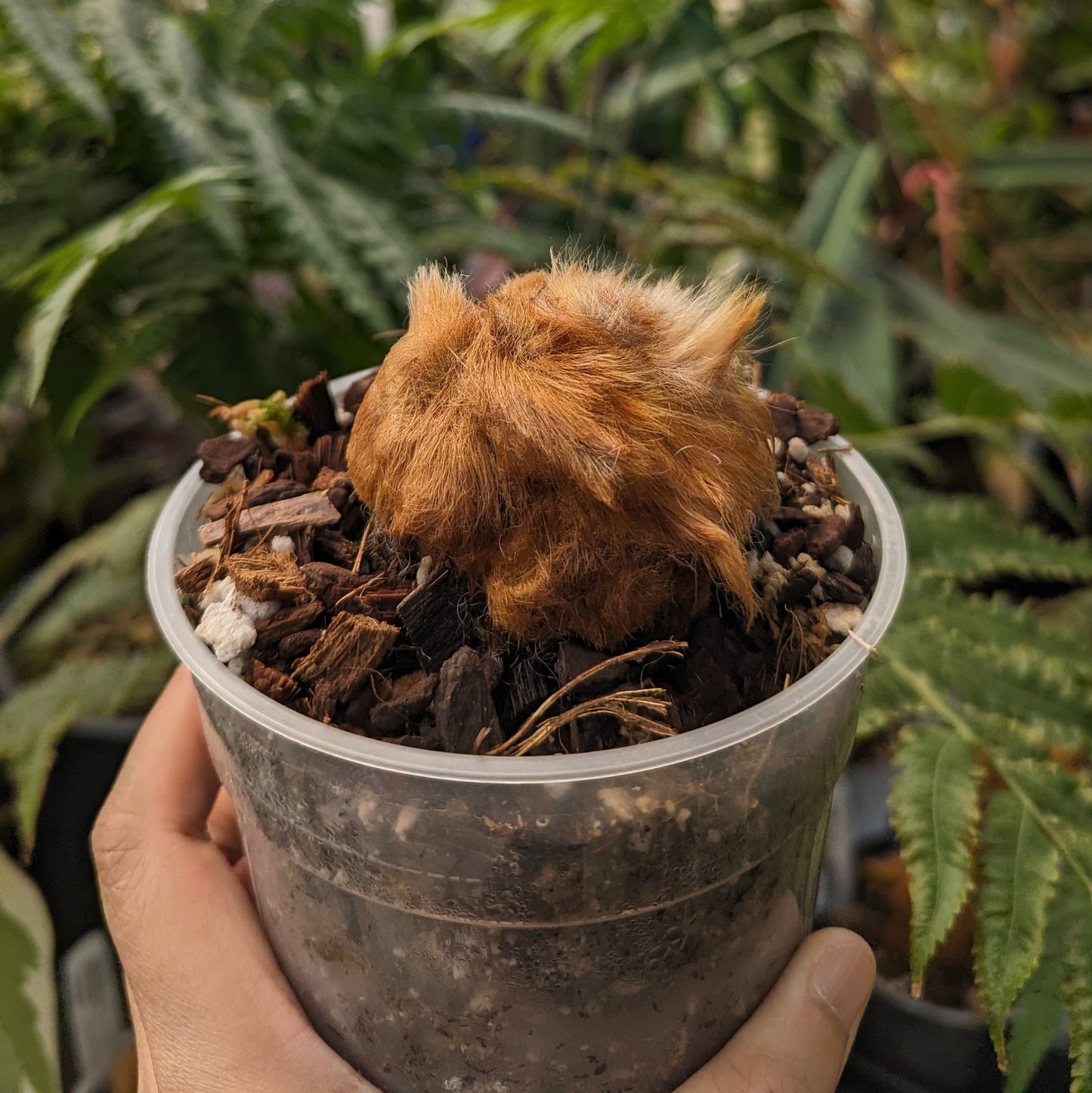 Cibotium barometz, Golden Chicken Fern, Woolly Fern