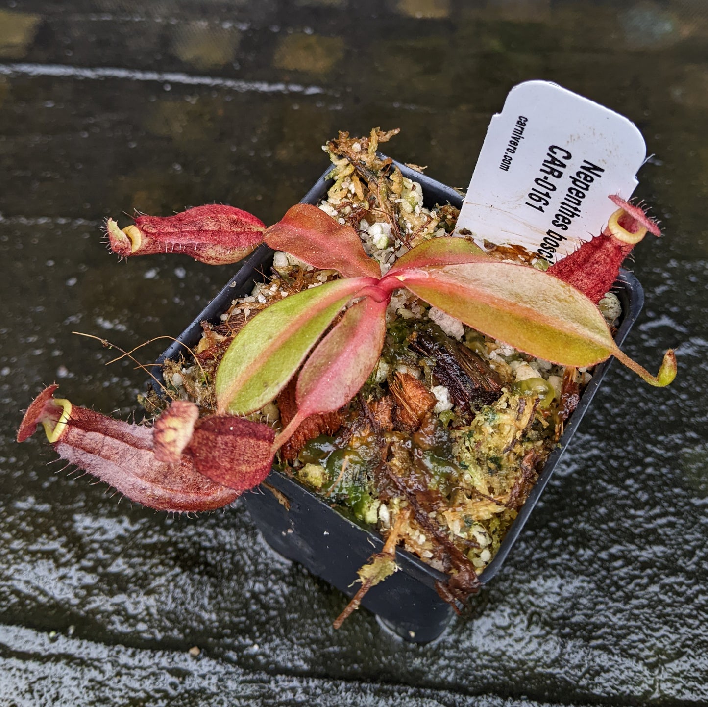 Nepenthes boschiana x Rokko, CAR-0161, pitcher plant, carnivorous plant, collectors plant, large pitchers, rare plants