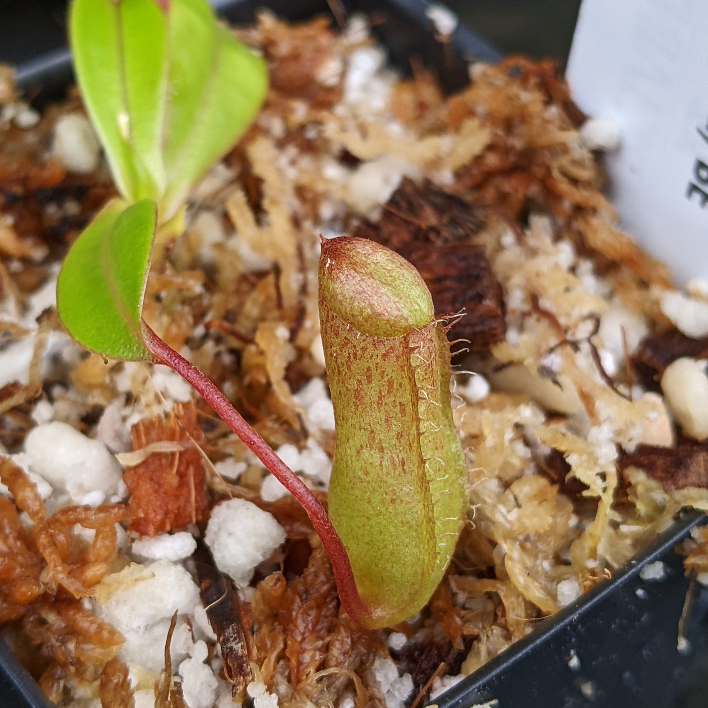Nepenthes ventricosa JB x (sibuyanensis x ventricosa) BE, CAR-0322, pitcher plant, carnivorous plant, collectors plant, large pitchers, rare plants