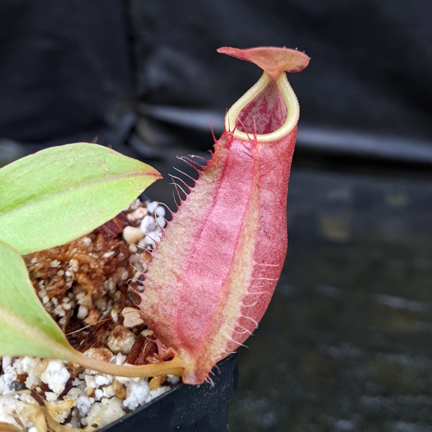 Nepenthes smilesii Dalata x adrianii, CAR-0324, pitcher plant, carnivorous plant, collectors plant, large pitchers, rare plants