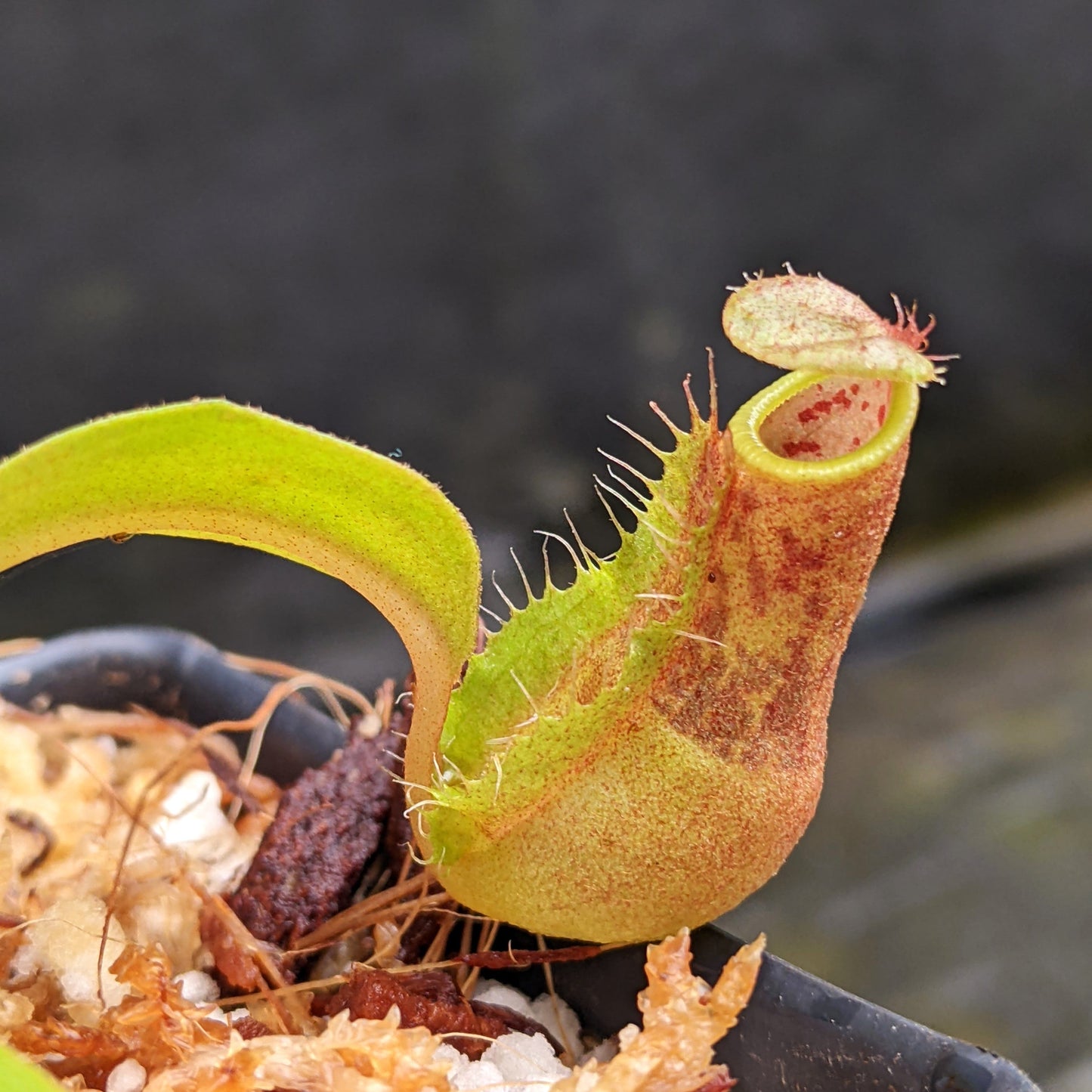 Nepenthes smilesii Dalata x adrianii, CAR-0324, pitcher plant, carnivorous plant, collectors plant, large pitchers, rare plants