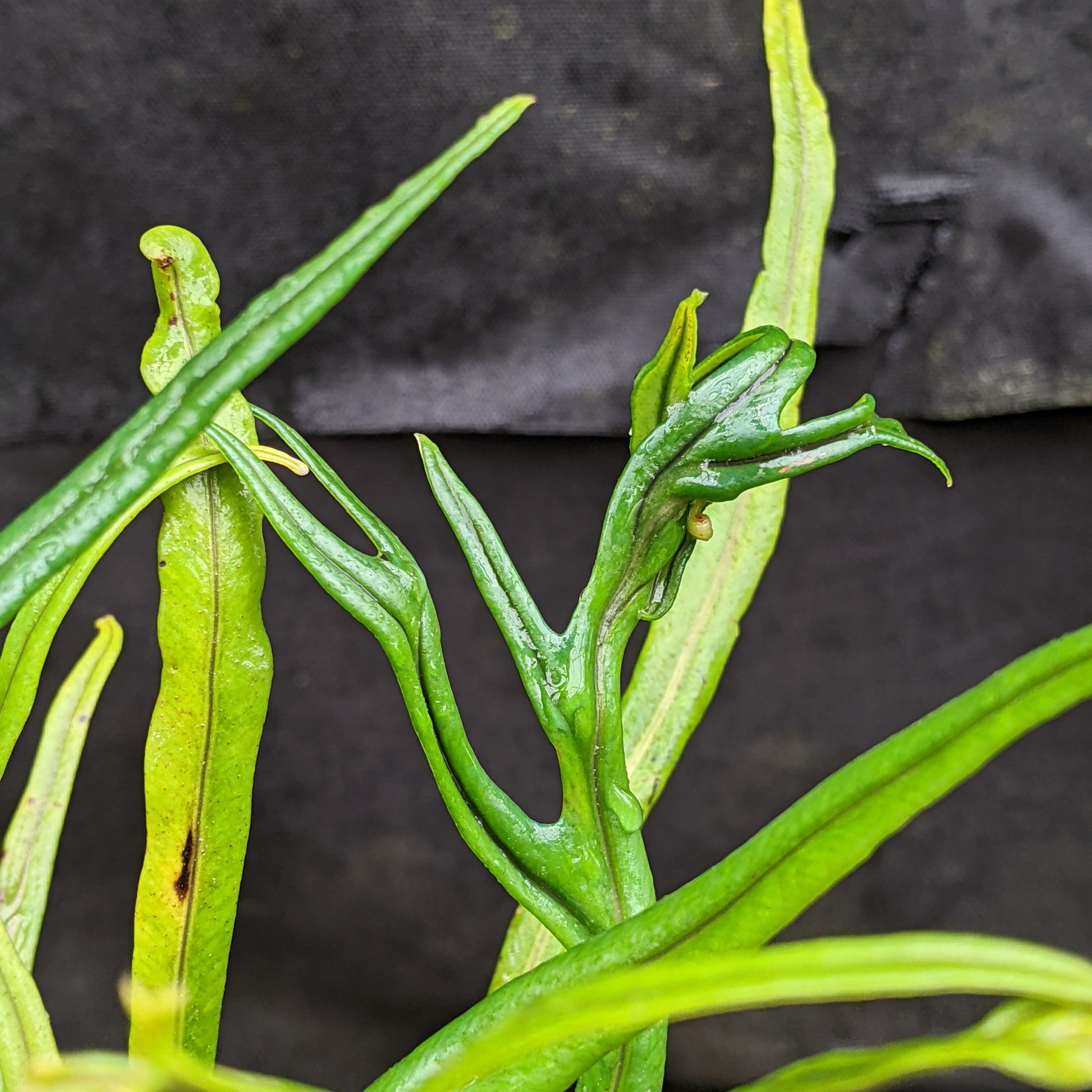 1点もの　南米シダ　Elaphoglossum lanceolatum　エラフォグロッサム・ランケオラタム Yahoo!オークション - シダElaphoglossum lanceolatum Ecuador