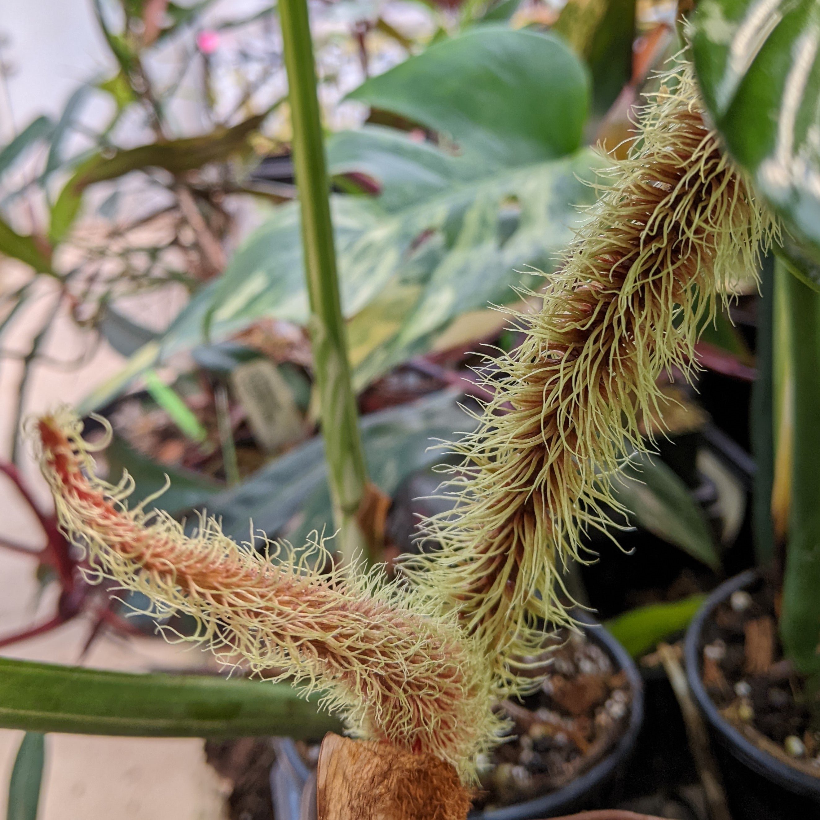 philodendron serpent Philodendron serpens – Carnivero