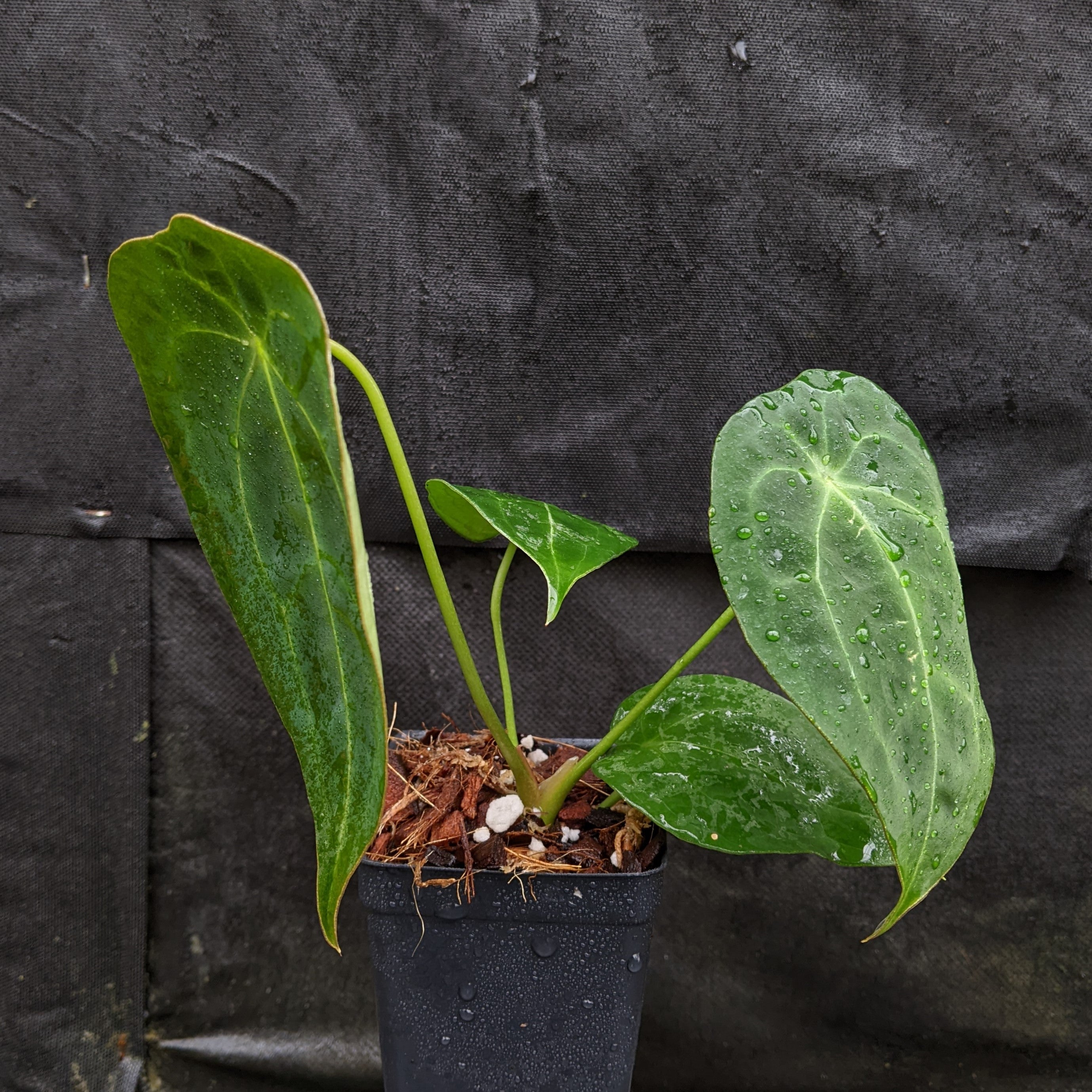philodendron forgetii Anthurium forgetii 'Dark' x peltigerum, CAR-0327