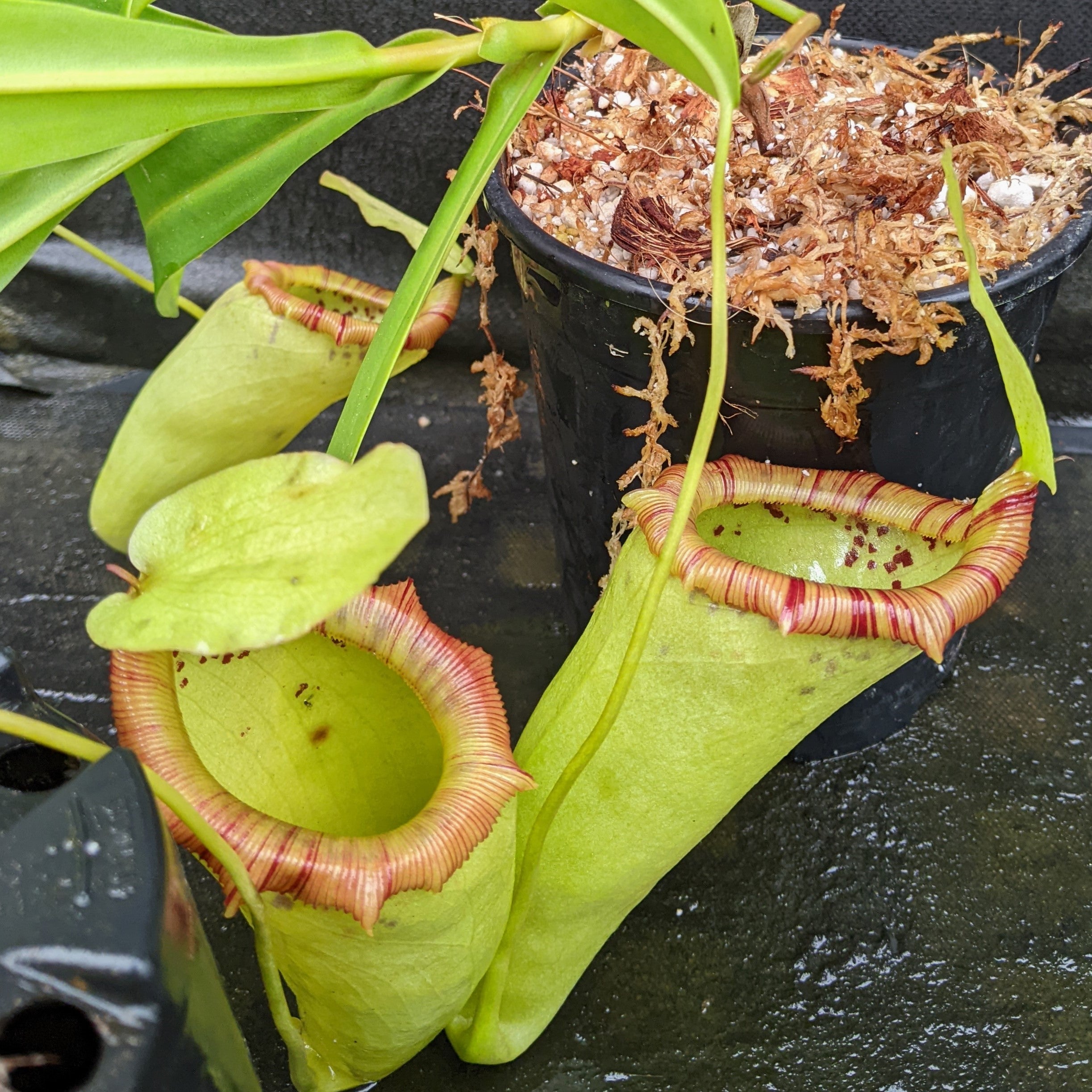 Nepenthes ventricosa 在来 PXL_20230510_162431637.jpg?v=