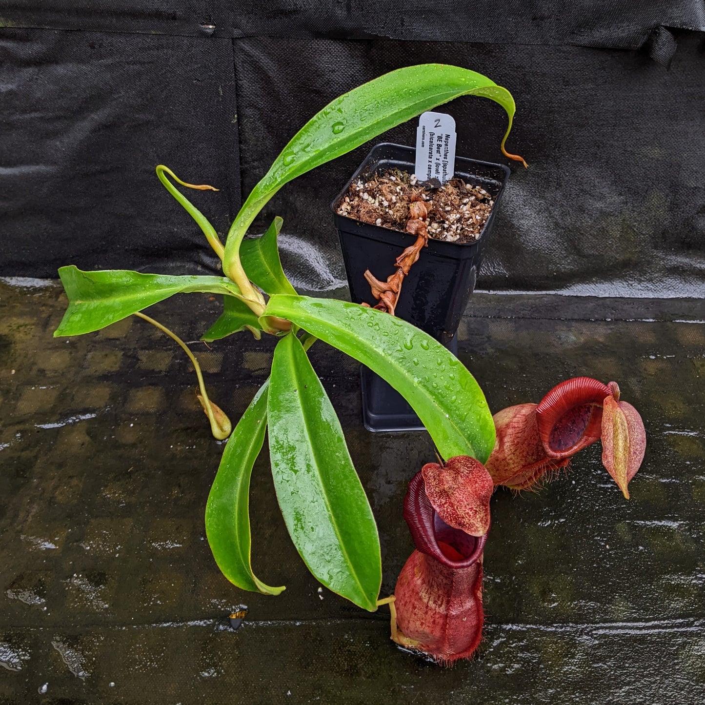 Nepenthes [(spathulata x spectabilis