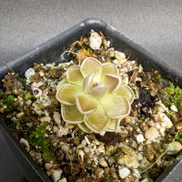 Pinguicula ehlersia 'Victoria' mexican butterwort, Butterwort, carnivorous plant, gnat eating plant, beginner plant, fungus gnat eating plant, easy to grow, ping, Mexican butterwort, ping plant