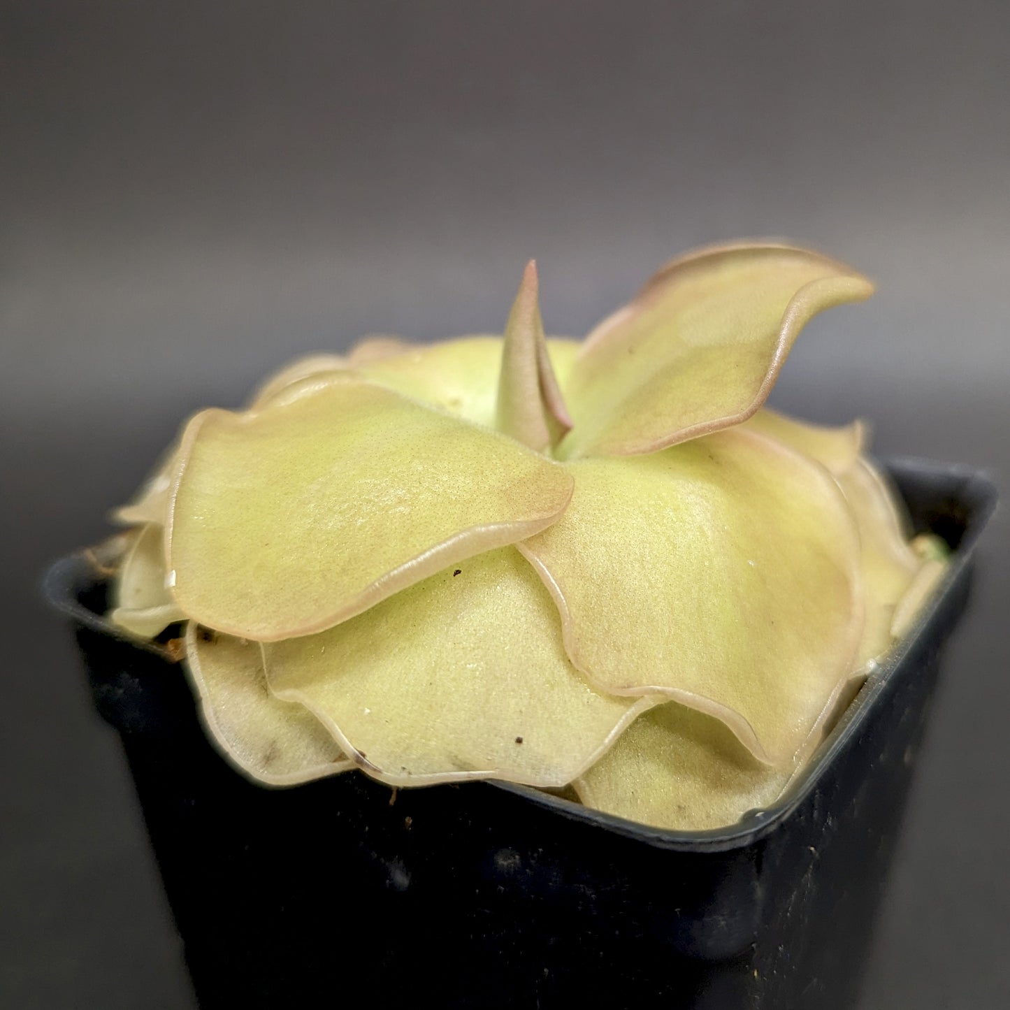 Pinguicula 'John Rizzi' mexican butterwort, Butterwort, carnivorous plant, gnat eating plant, beginner plant, fungus gnat eating plant, easy to grow, ping, Mexican butterwort, ping plant.