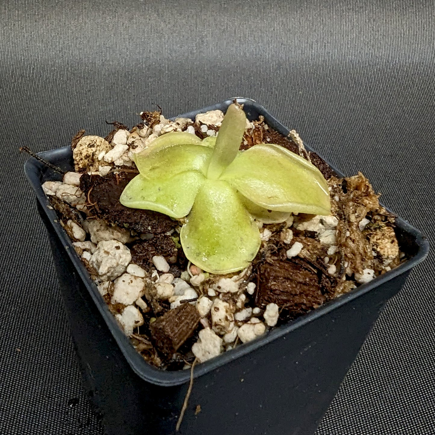 Pinguicula 'John Rizzi' mexican butterwort, Butterwort, carnivorous plant, gnat eating plant, beginner plant, fungus gnat eating plant, easy to grow, ping, Mexican butterwort, ping plant.