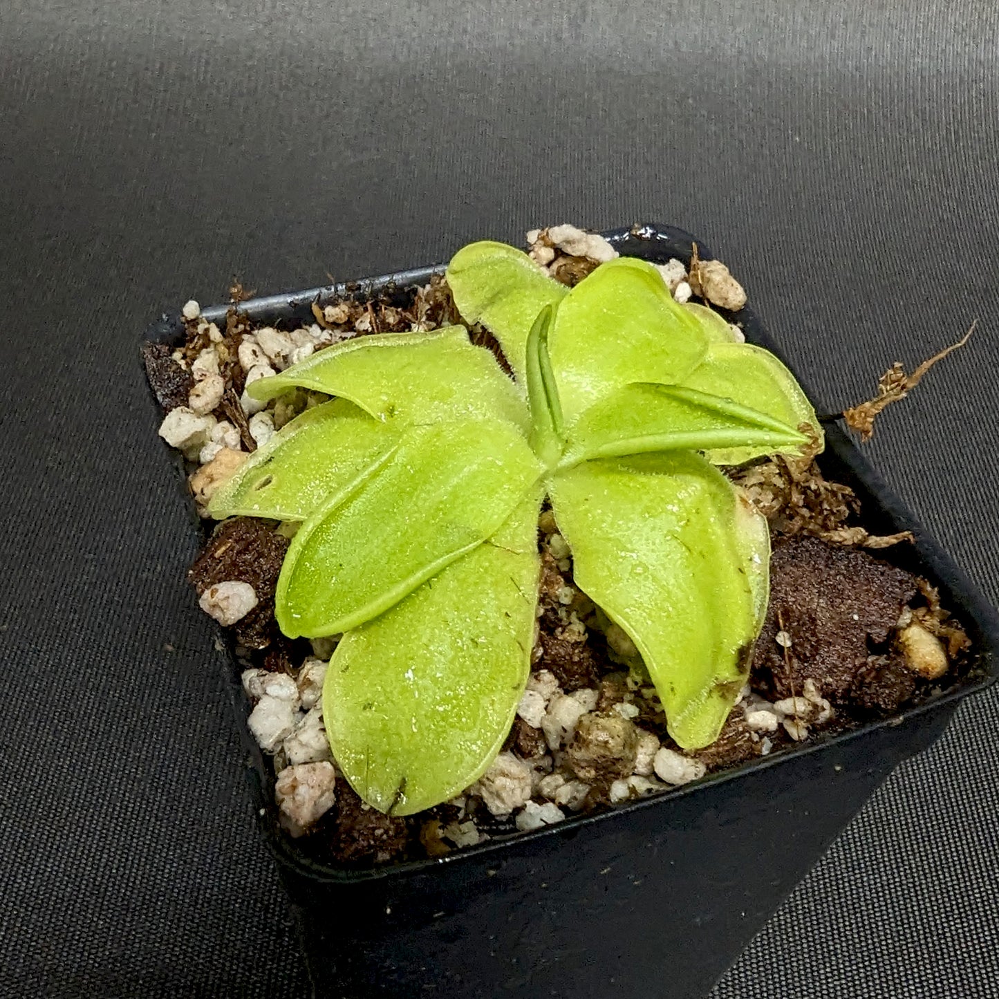 Pinguicula 'Golden Eye' mexican butterwort, Butterwort, carnivorous plant, gnat eating plant, beginner plant, fungus gnat eating plant, easy to grow, ping, Mexican butterwort, ping plant.