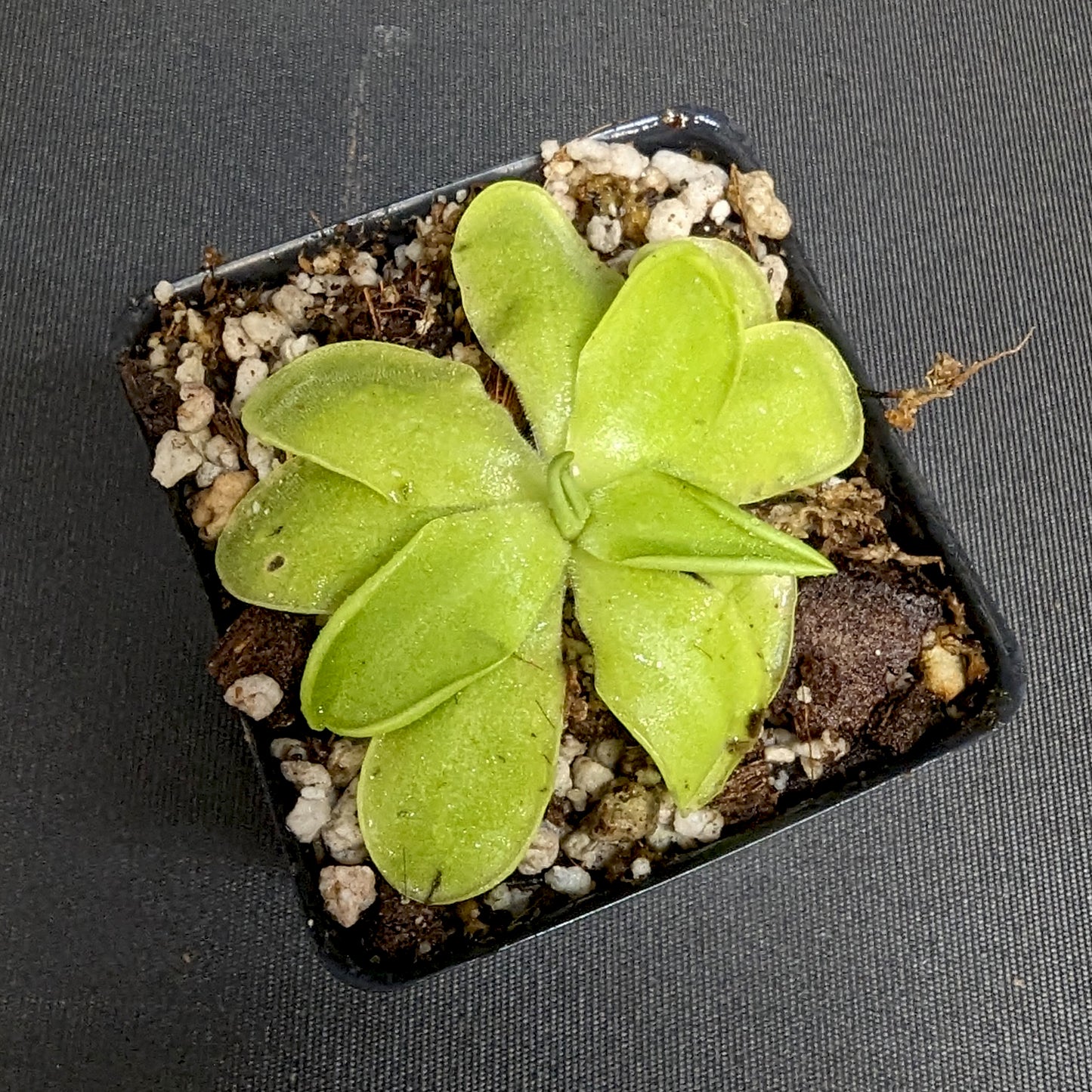 Pinguicula 'Golden Eye' mexican butterwort, Butterwort, carnivorous plant, gnat eating plant, beginner plant, fungus gnat eating plant, easy to grow, ping, Mexican butterwort, ping plant.