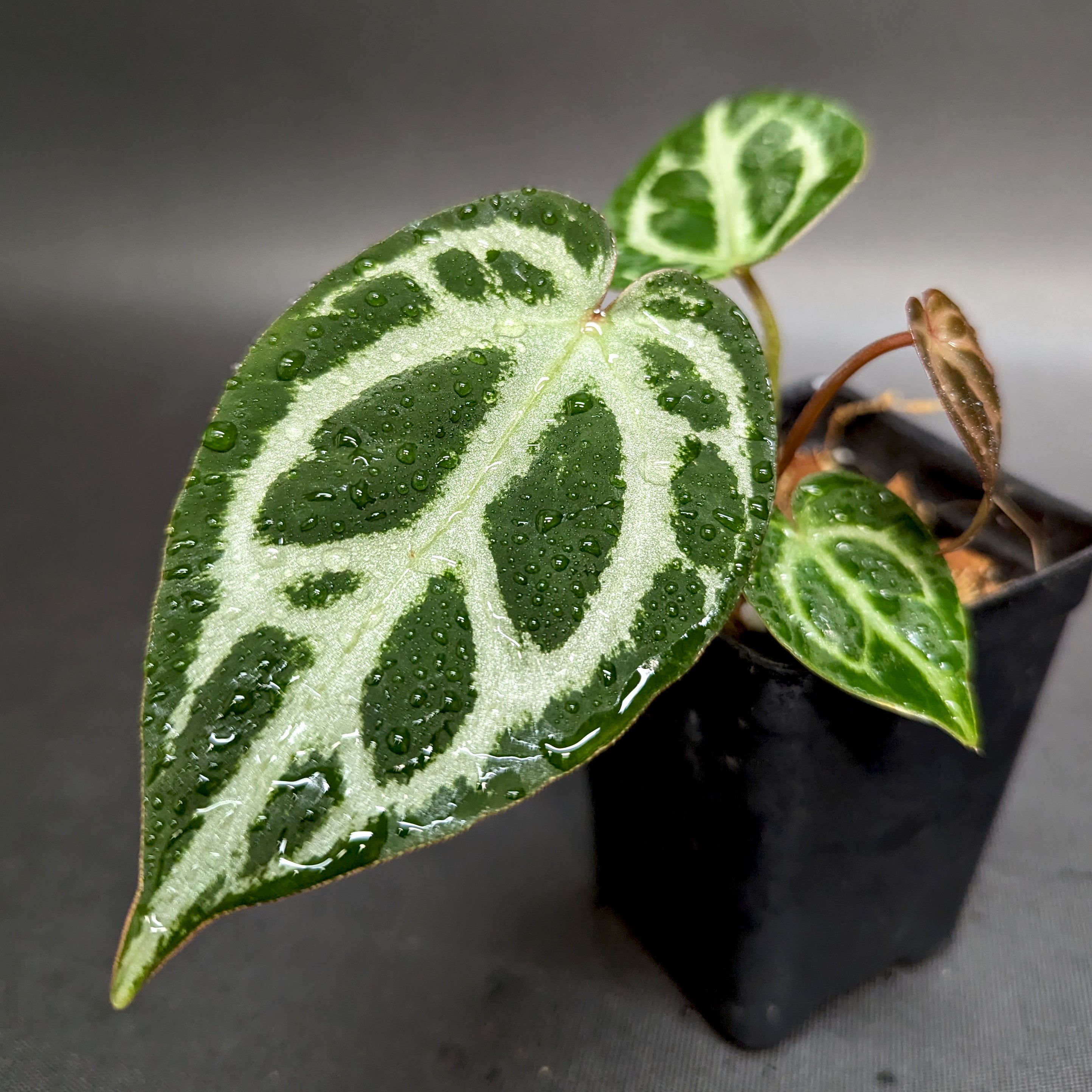 Anthurium Doc Block F2 x Silver Blush – Carnivero