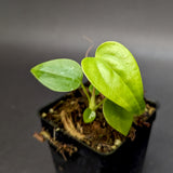 Anthurium moodeanum x veitchii, CAR-0332