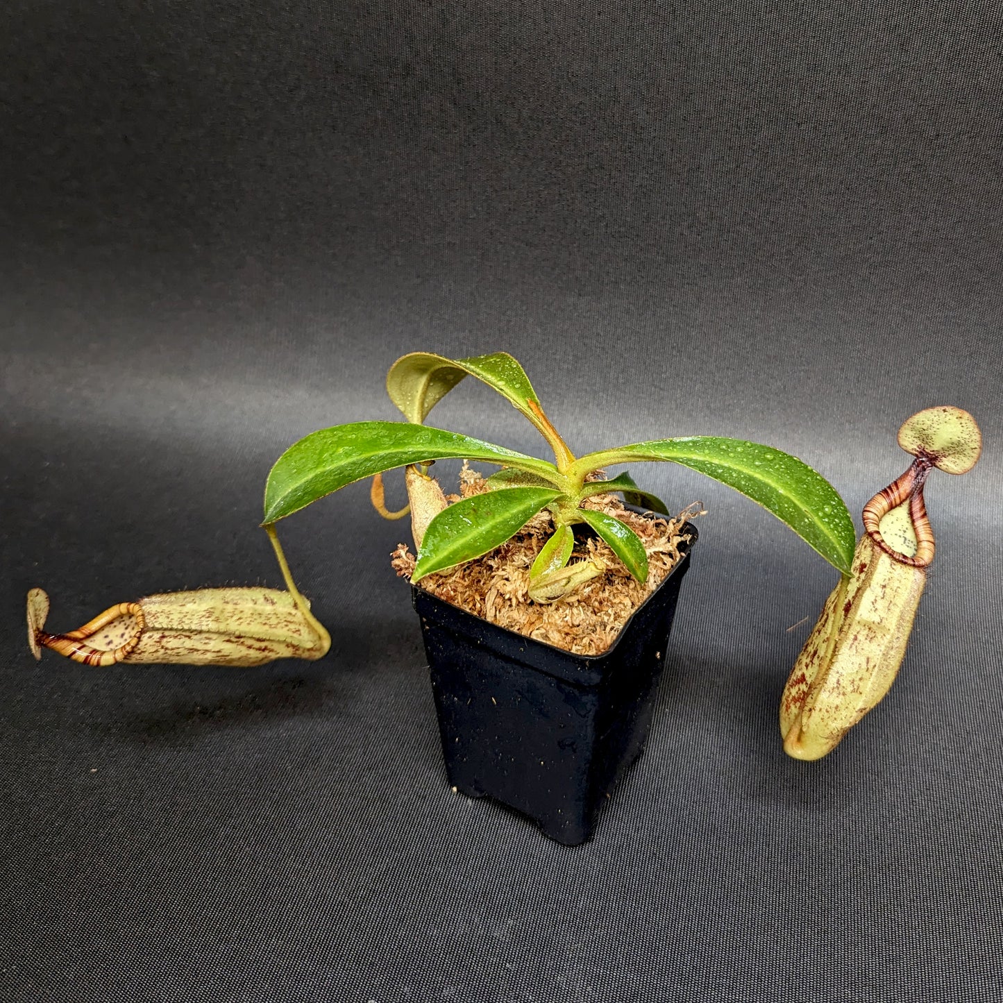 Nepenthes rafflesiana x mollis, CAR-0216