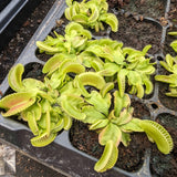 Venus Flytrap- Dionaea muscipula "Alien"