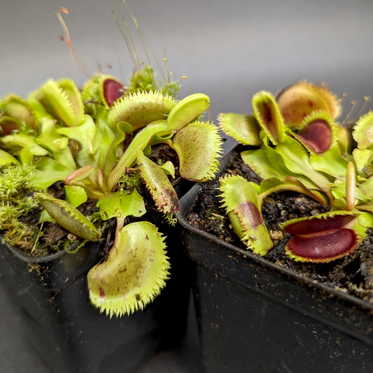 Plante carnivore-Dionaea muscipula - Pépinière Locas