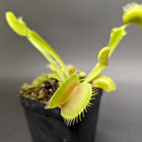 Venus Flytrap- Dionaea muscipula 'Big Mouth'