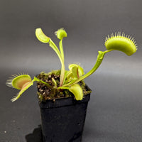 Venus Flytrap- Dionaea muscipula 'Big Mouth'