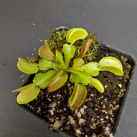 Venus Flytrap- Dionaea muscipula 'Microdent'