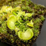Venus Flytrap- Dionaea muscipula "Spiderman"
