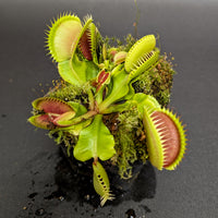 Venus Flytrap- Dionaea muscipula La Grosse à Guigui