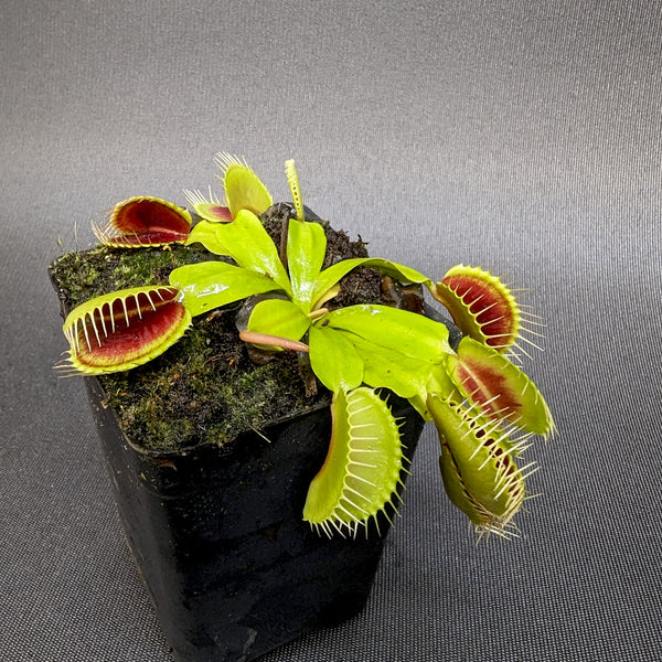 Venus Flytrap- Dionaea muscipula "H-52“ BCP