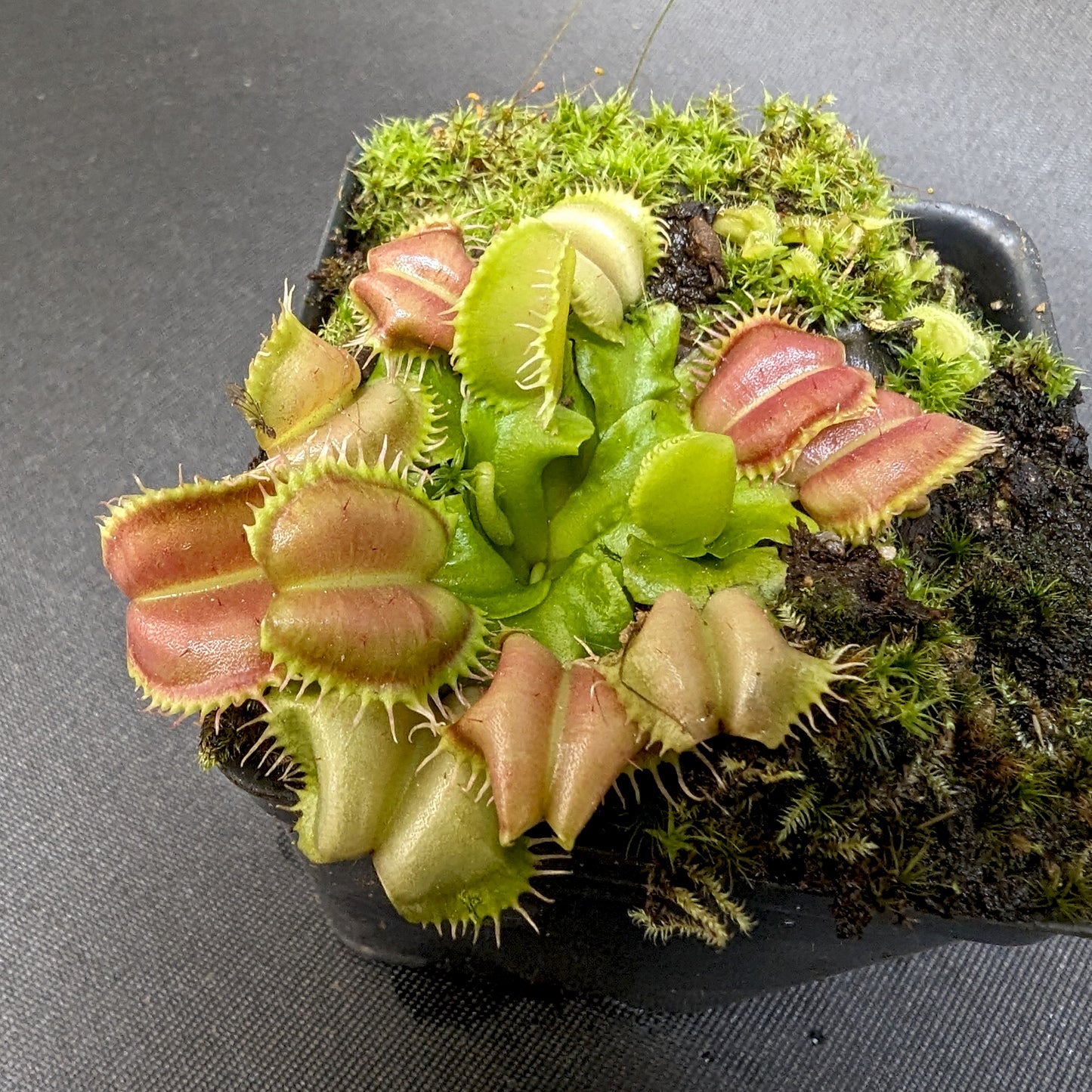 Venus Flytrap- Dionaea muscipula