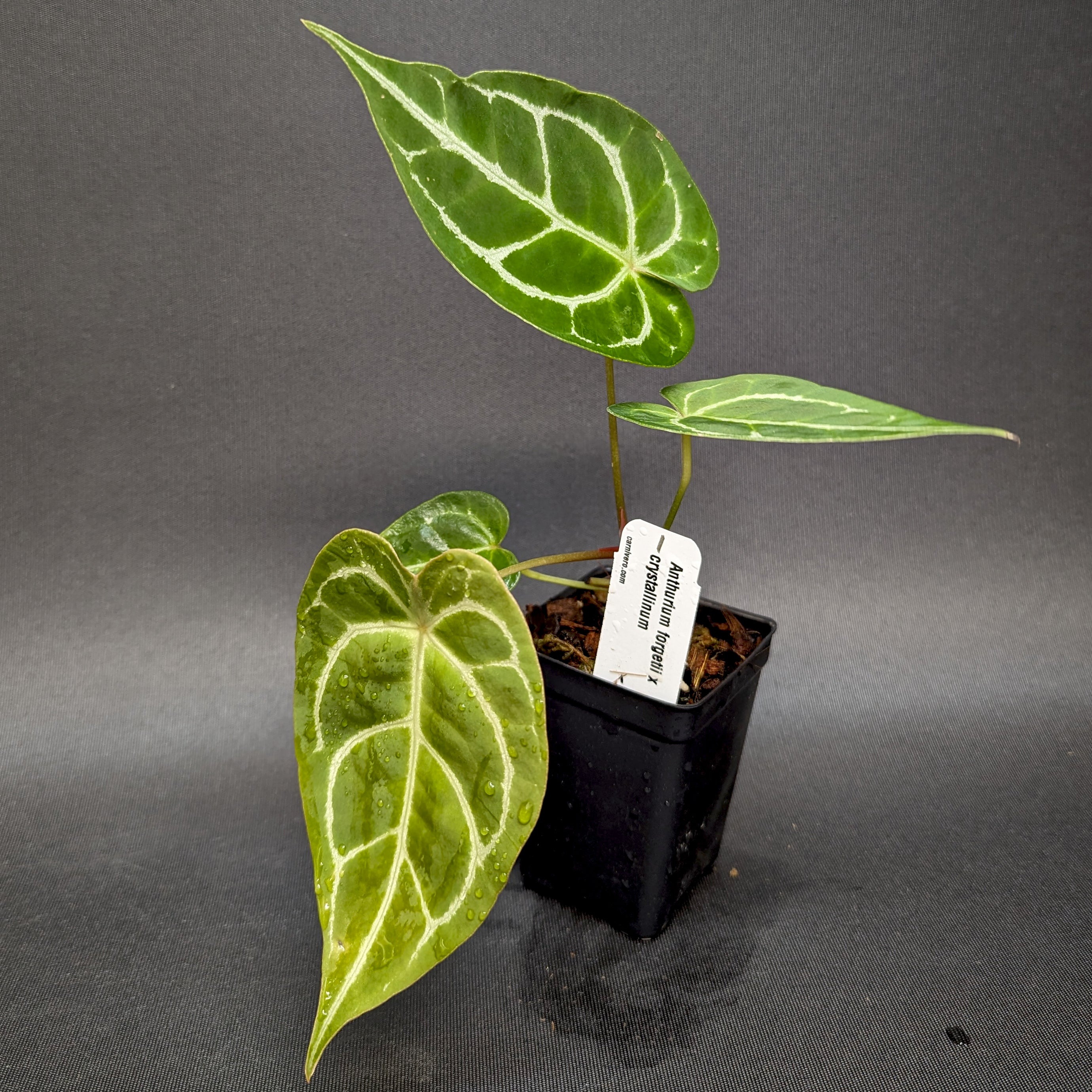 anthurium clarinervium x forgetii Anthurium forgetii x crystallinum, CAR-0345 – Carnivero