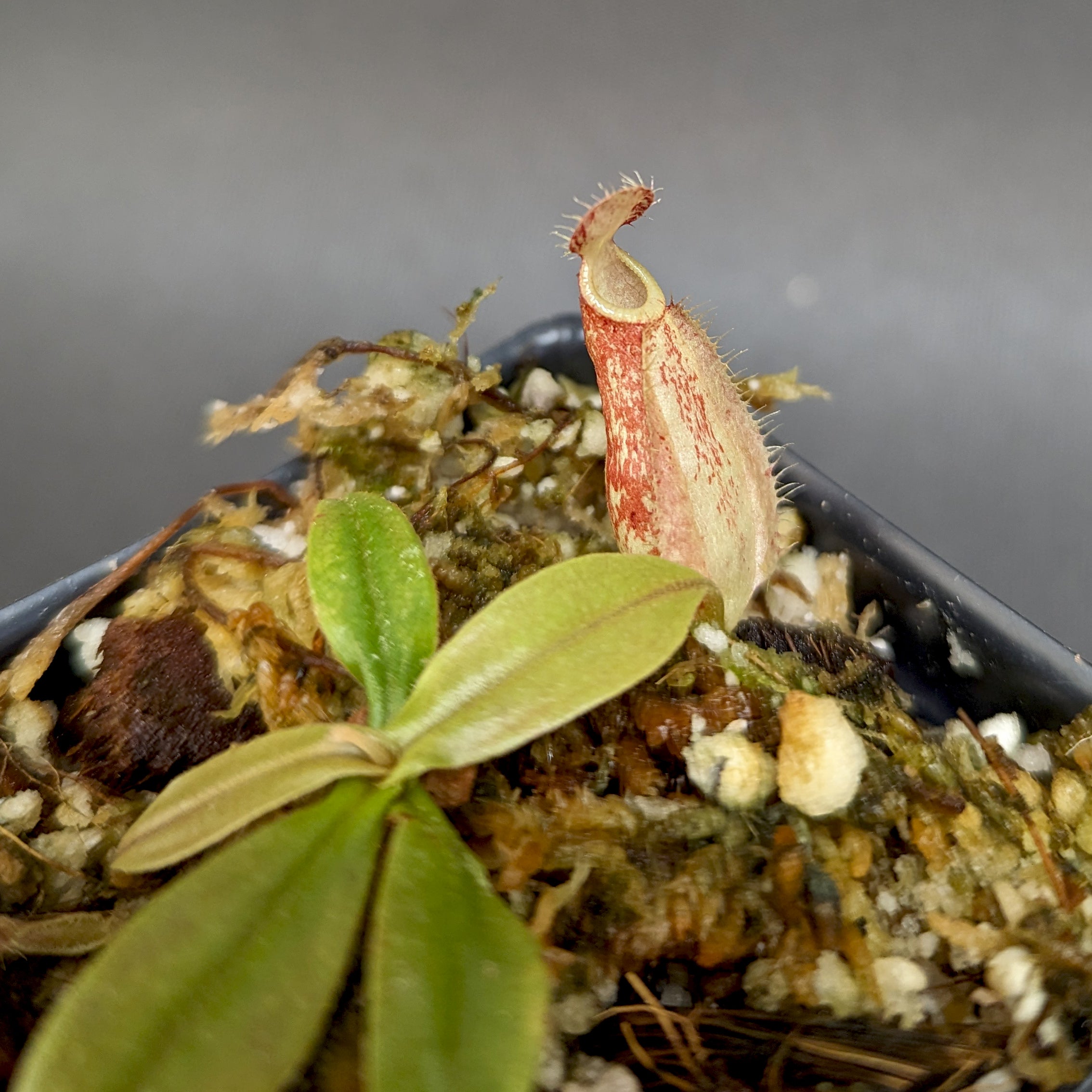 Nepenthes 