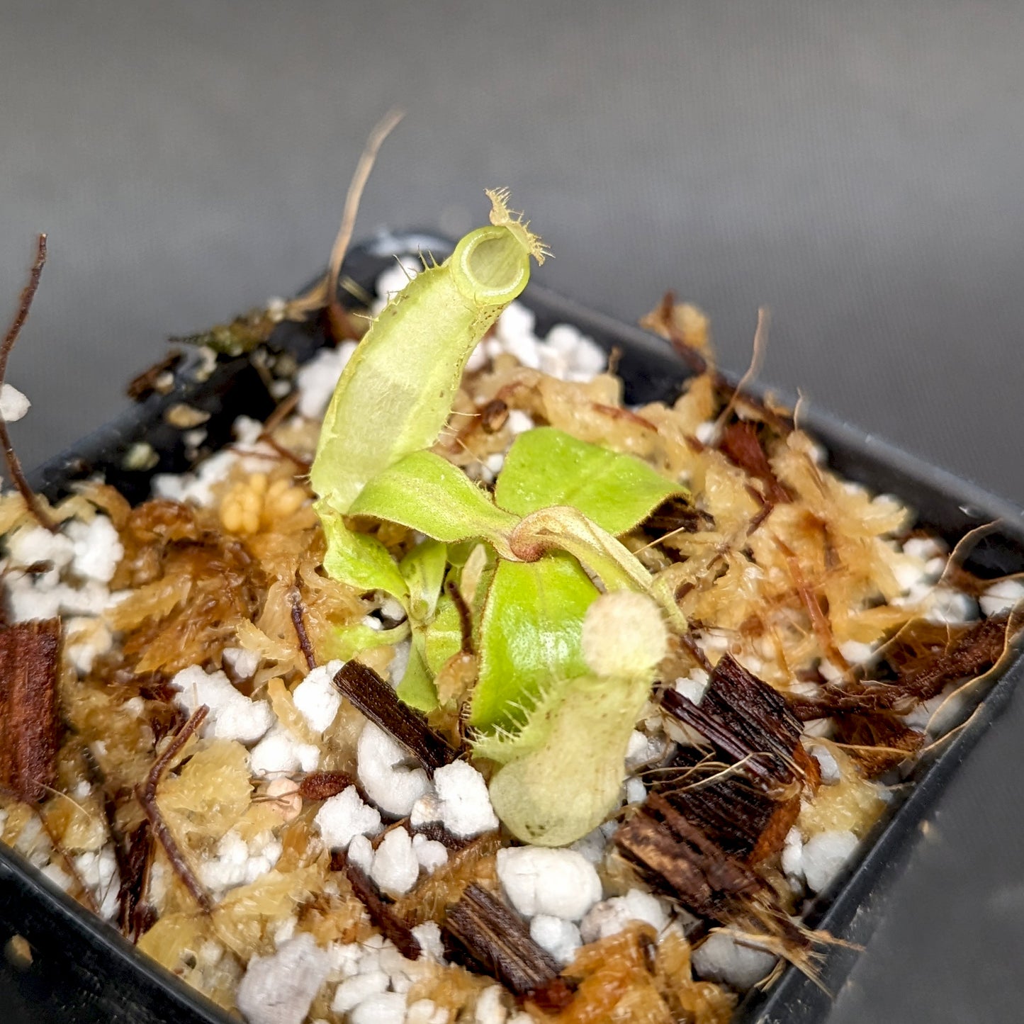 Nepenthes ampullaria (Tricolor x Purple Stripe 2), CAR-0180