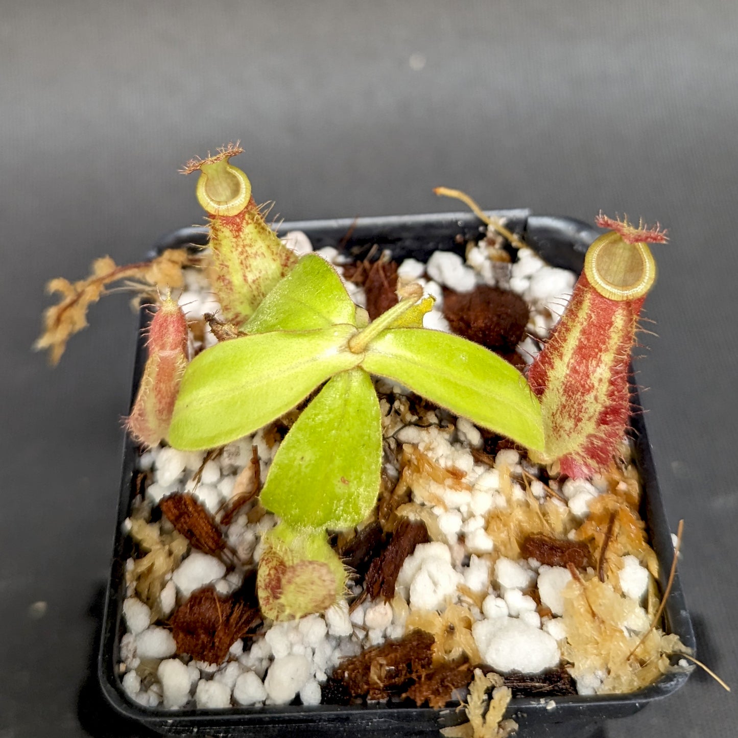 Nepenthes ampullaria (Tricolor x Purple Stripe 2), CAR-0180