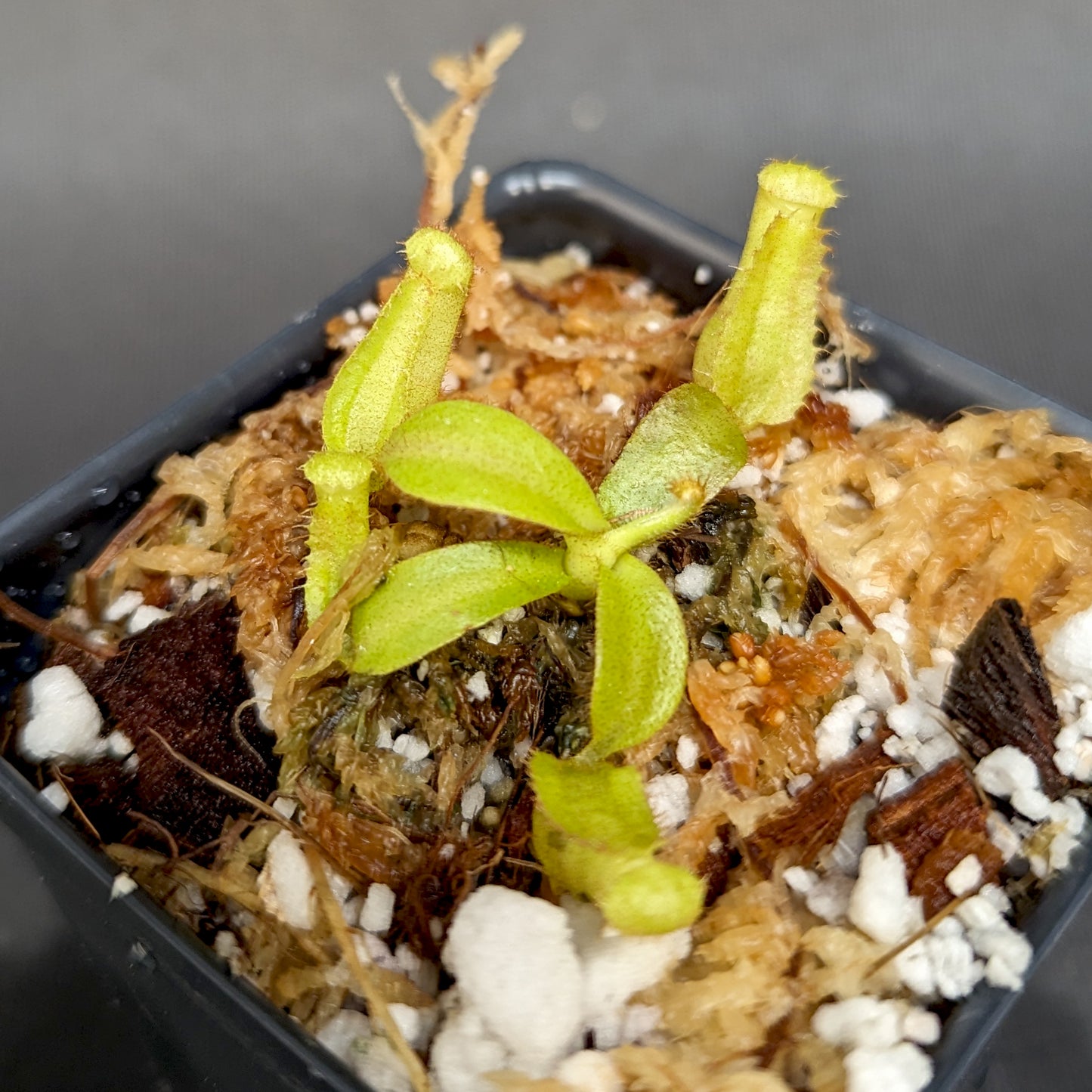 Nepenthes veitchii (