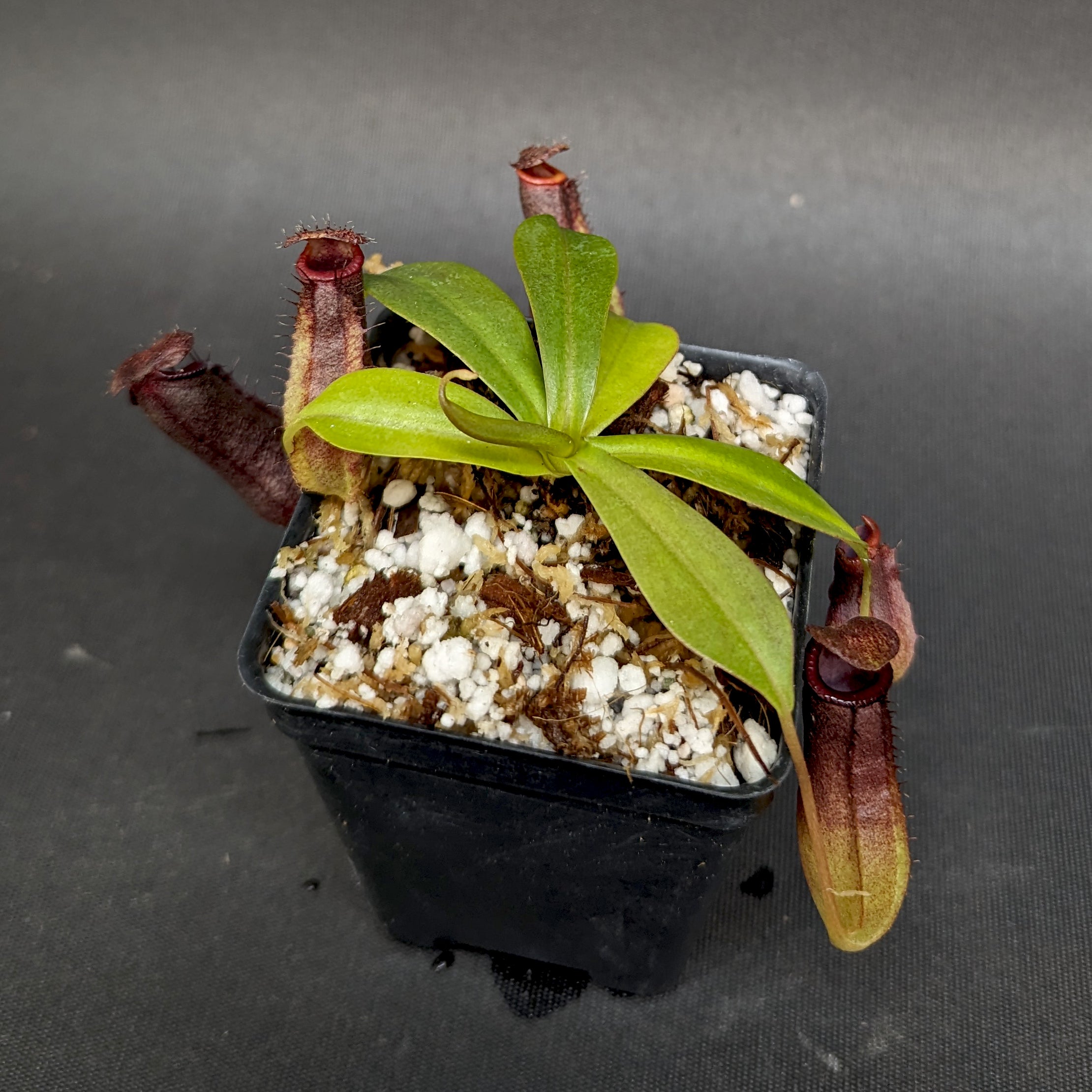 PXL_20230711_190428402.jpg?v=