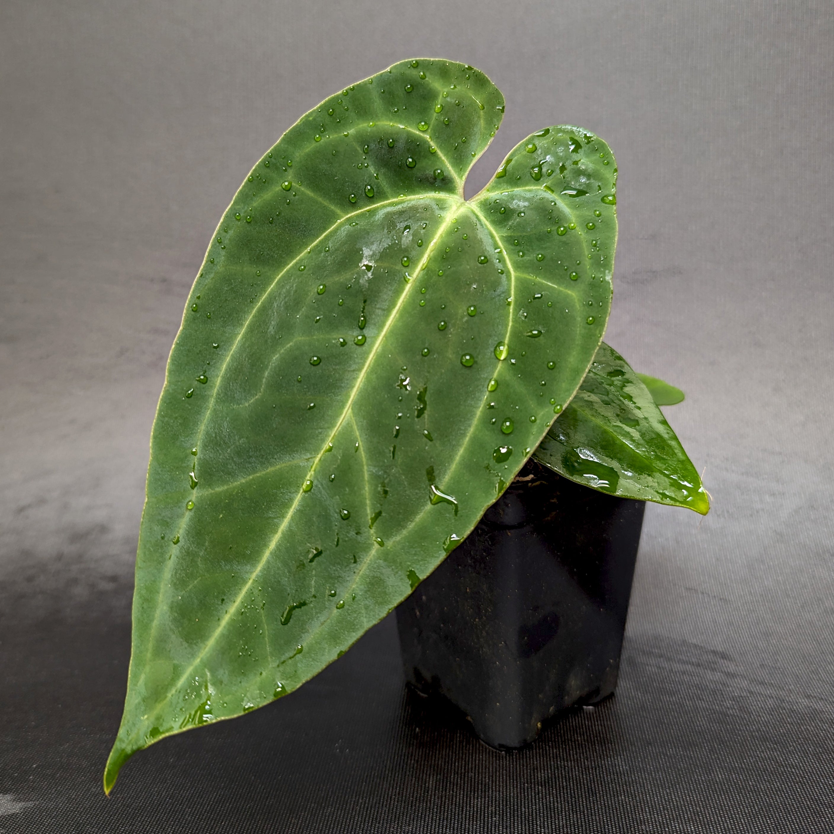 anthurium harrisii Anthurium Indo Hoffmannii X x sp. nov Darién (besseae aff.), CAR-0281 – Carnivero