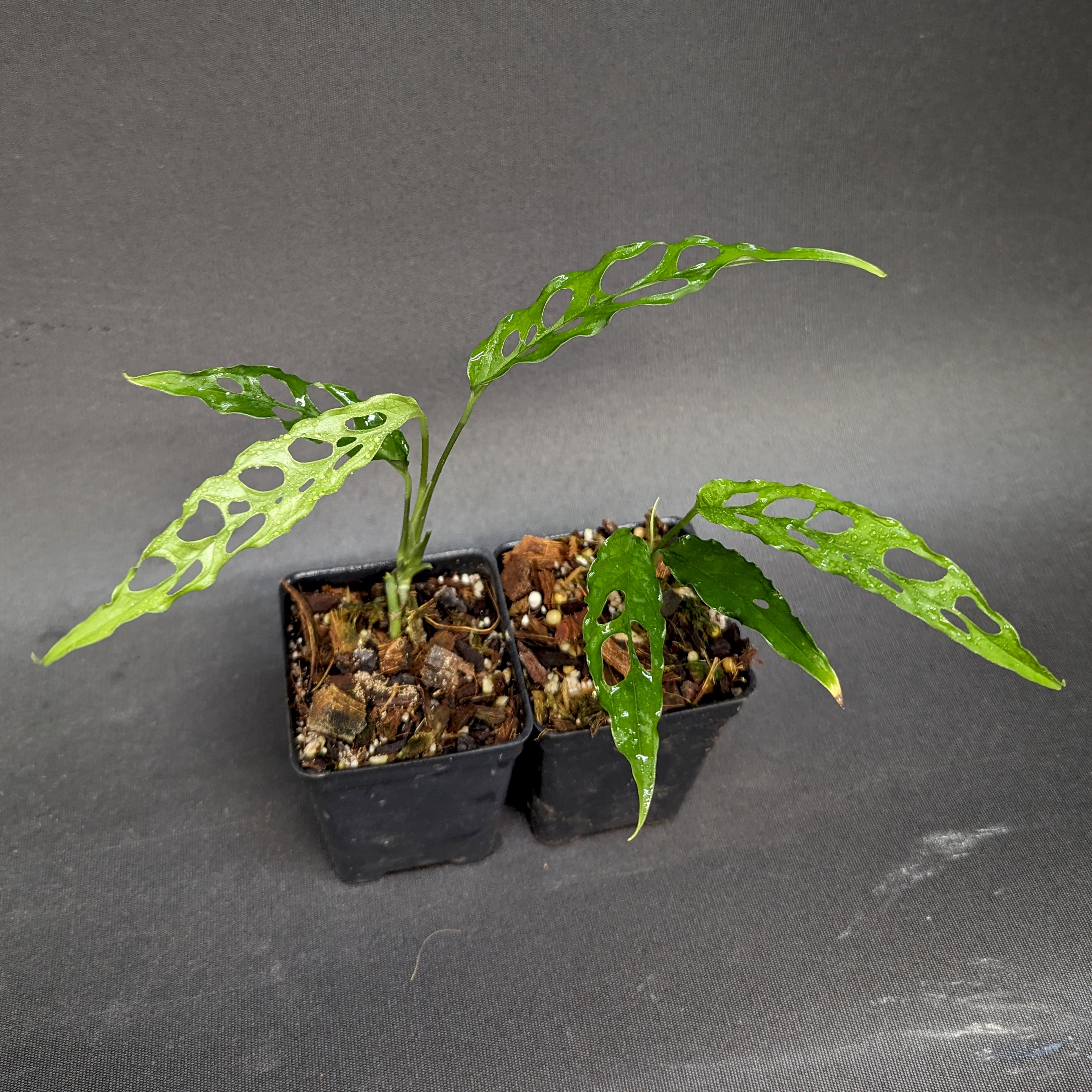 Monstera obliqua sp. Peru – Carnivero