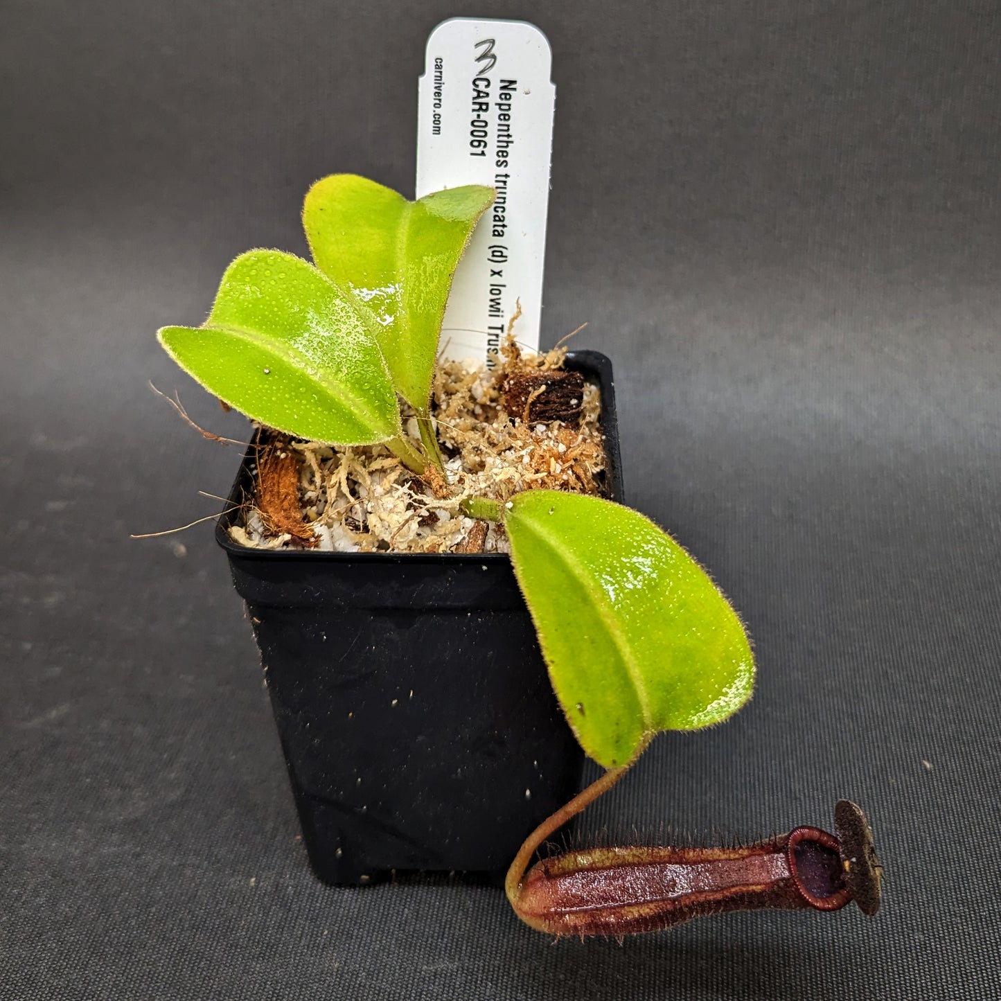 Nepenthes truncata (d) x lowii Trusmadi, CAR-0061