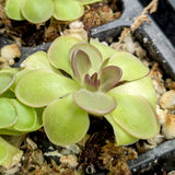 Pinguicula 'Hanka' Butterwort Wholesale