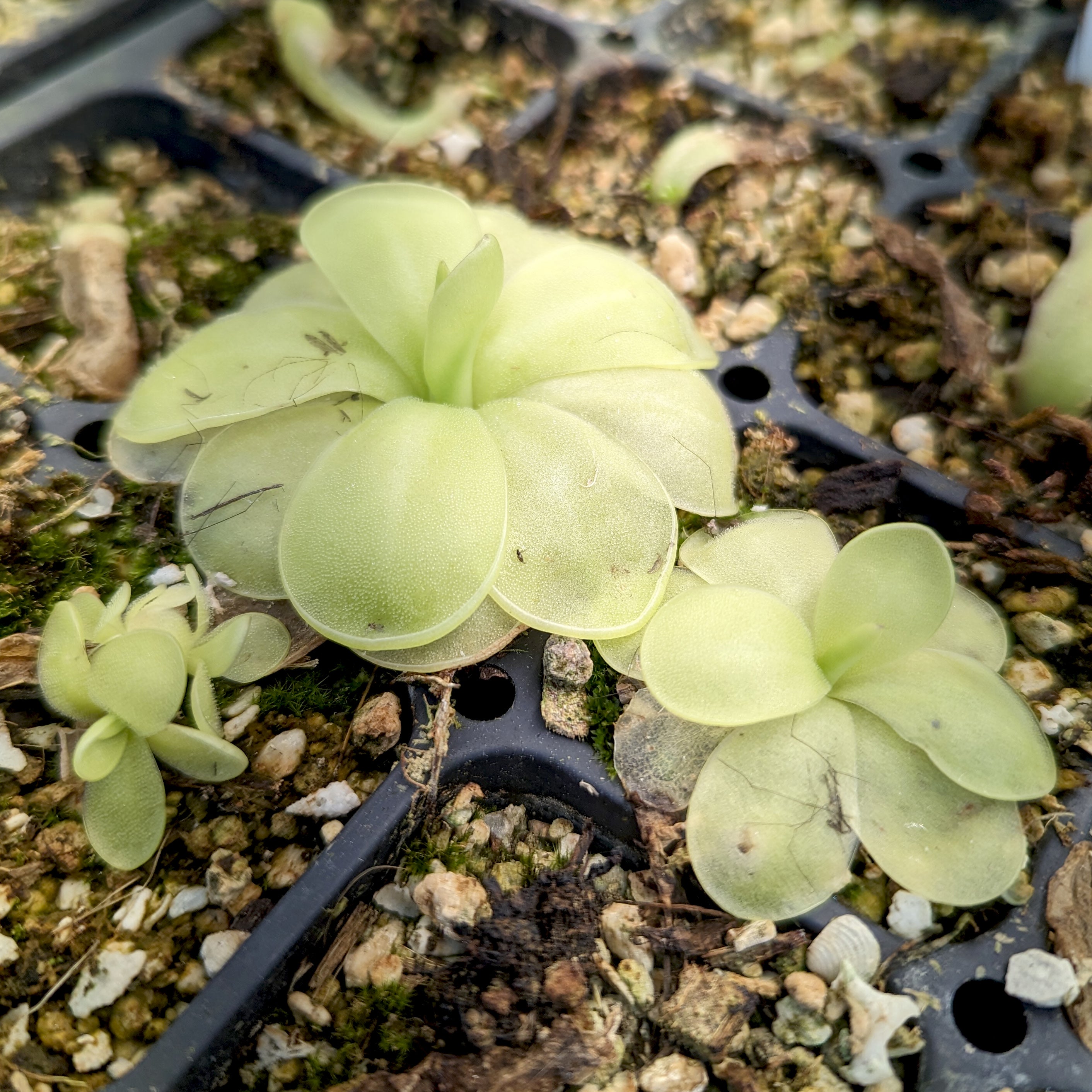 Pinguicula 'Ibarrae X Guatemala'