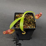 Nepenthes "Moira", CAR-0360, pitcher plant, carnivorous plant, collectors plant, large pitchers, rare plants