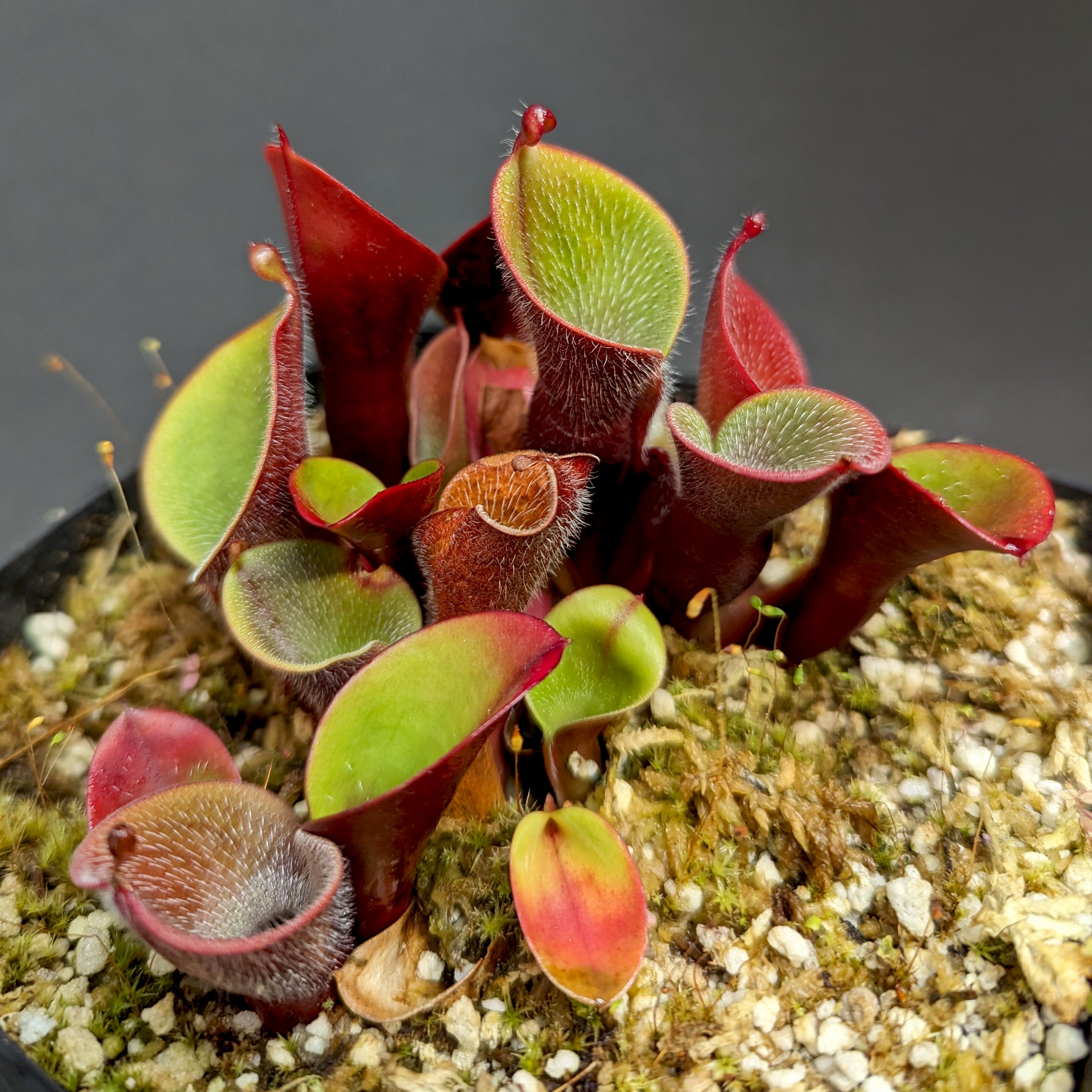 ヘリアンフォラ　ミノール　ver ピローサ　食虫植物　heliamphora Heliamphora(ヘリアンフォラ)栽培方法 - Y's Exotics(食虫植物農園)