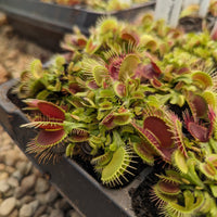 Venus Flytrap- Dionaea muscipula "Dragon's Breath"