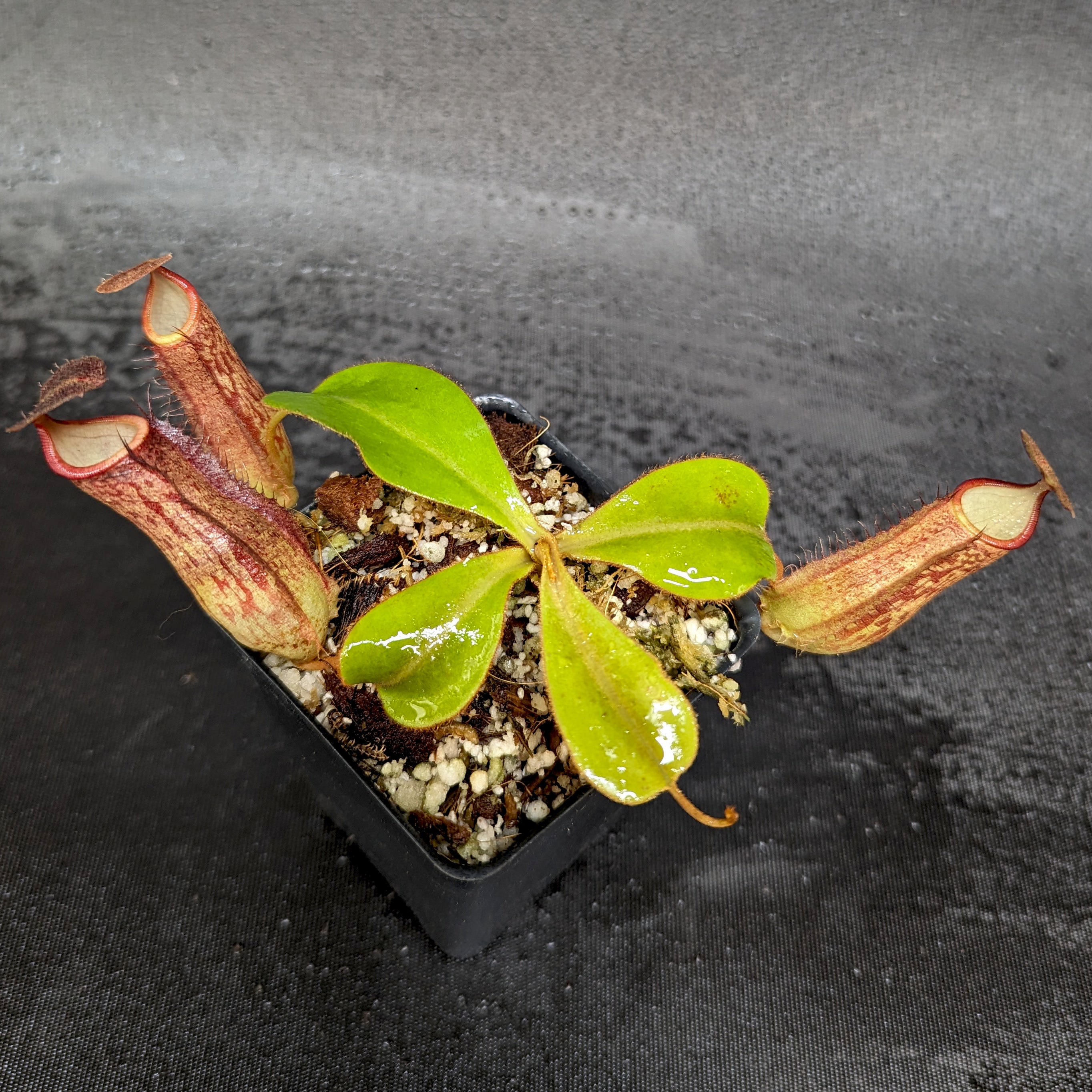 Nepenthes adnata X – Carnivero