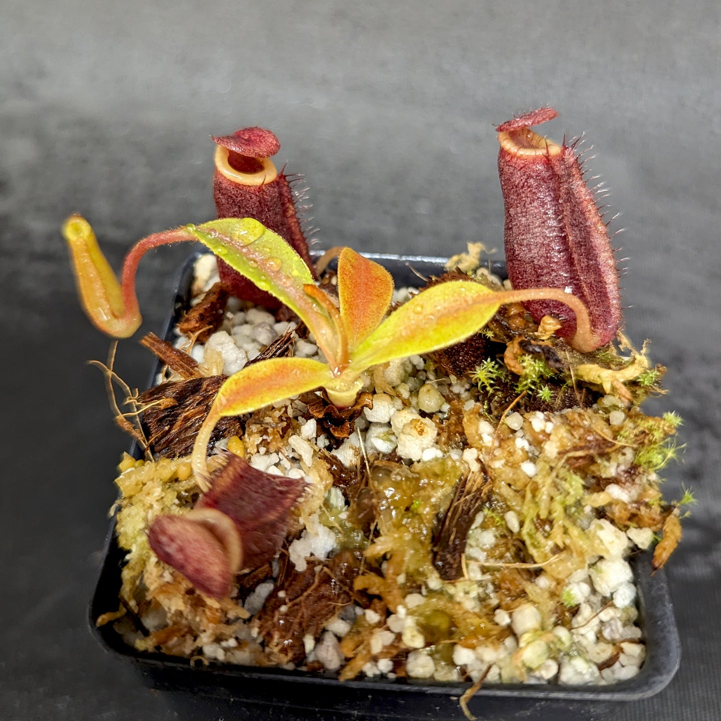 Nepenthes spectabilis x lowii, BE-4524