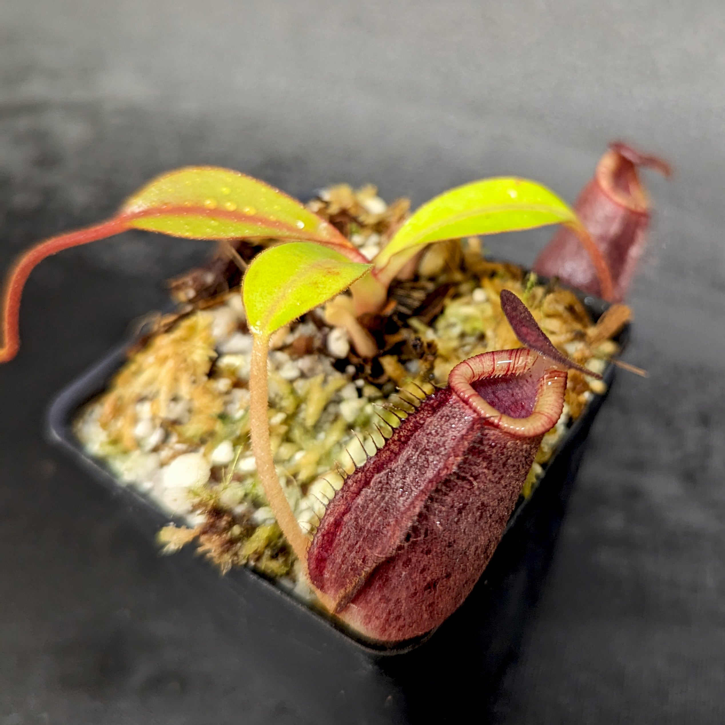 Nepenthes spectabilis x lowii, BE-4524 – Carnivero