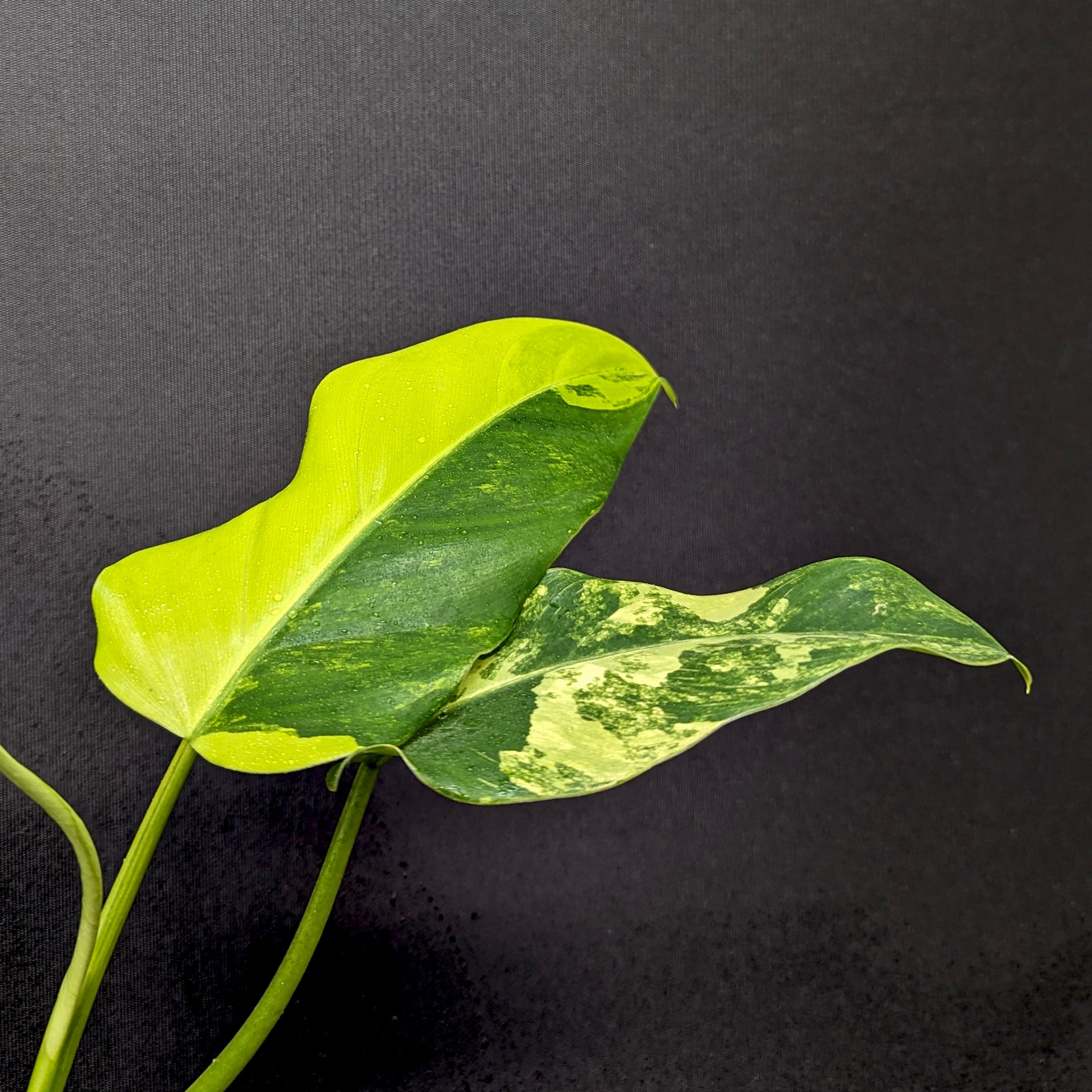 domesticum philodendron Philodendron domesticum Variegated