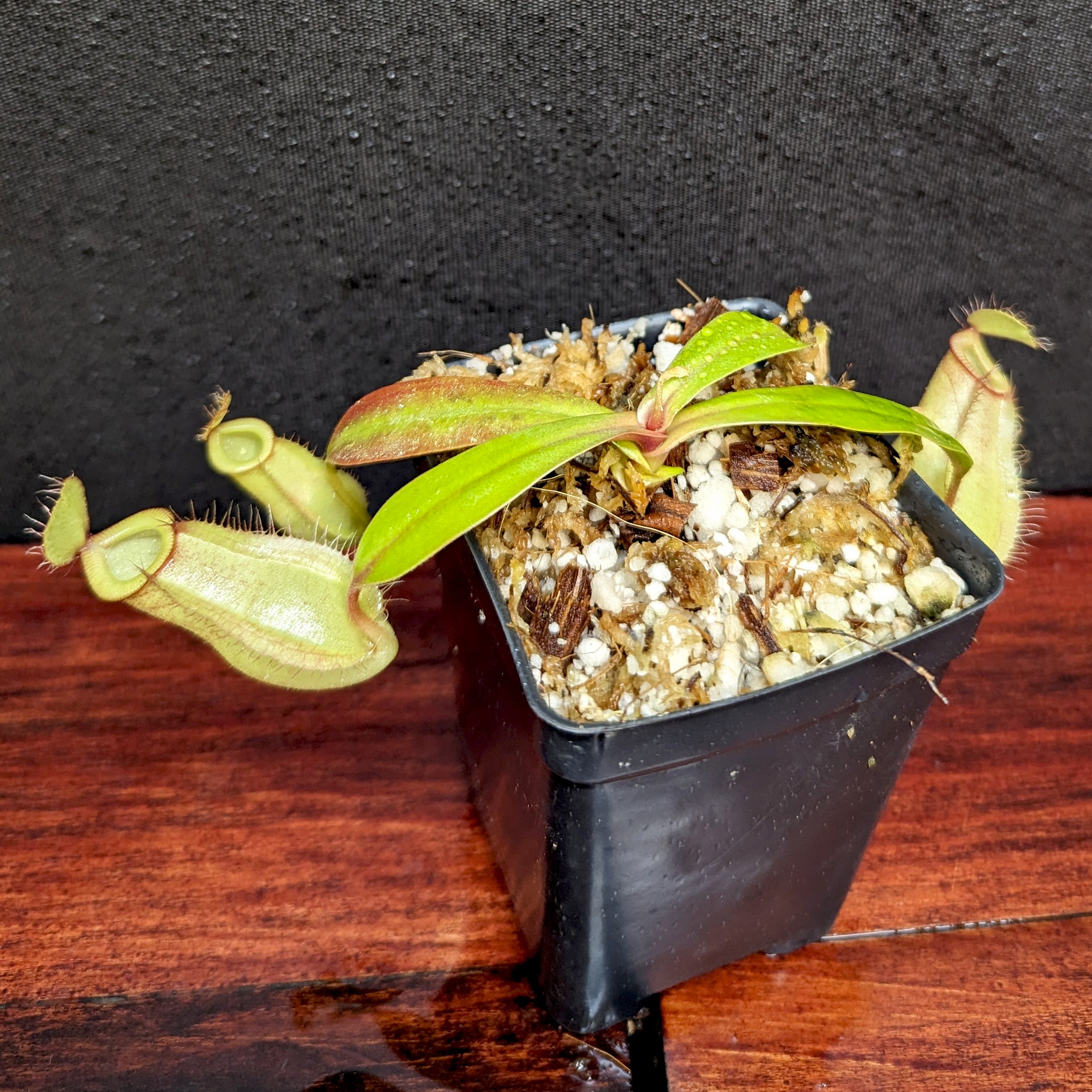 Nepenthes ampullaria x hamata, BE-3948 – Carnivero